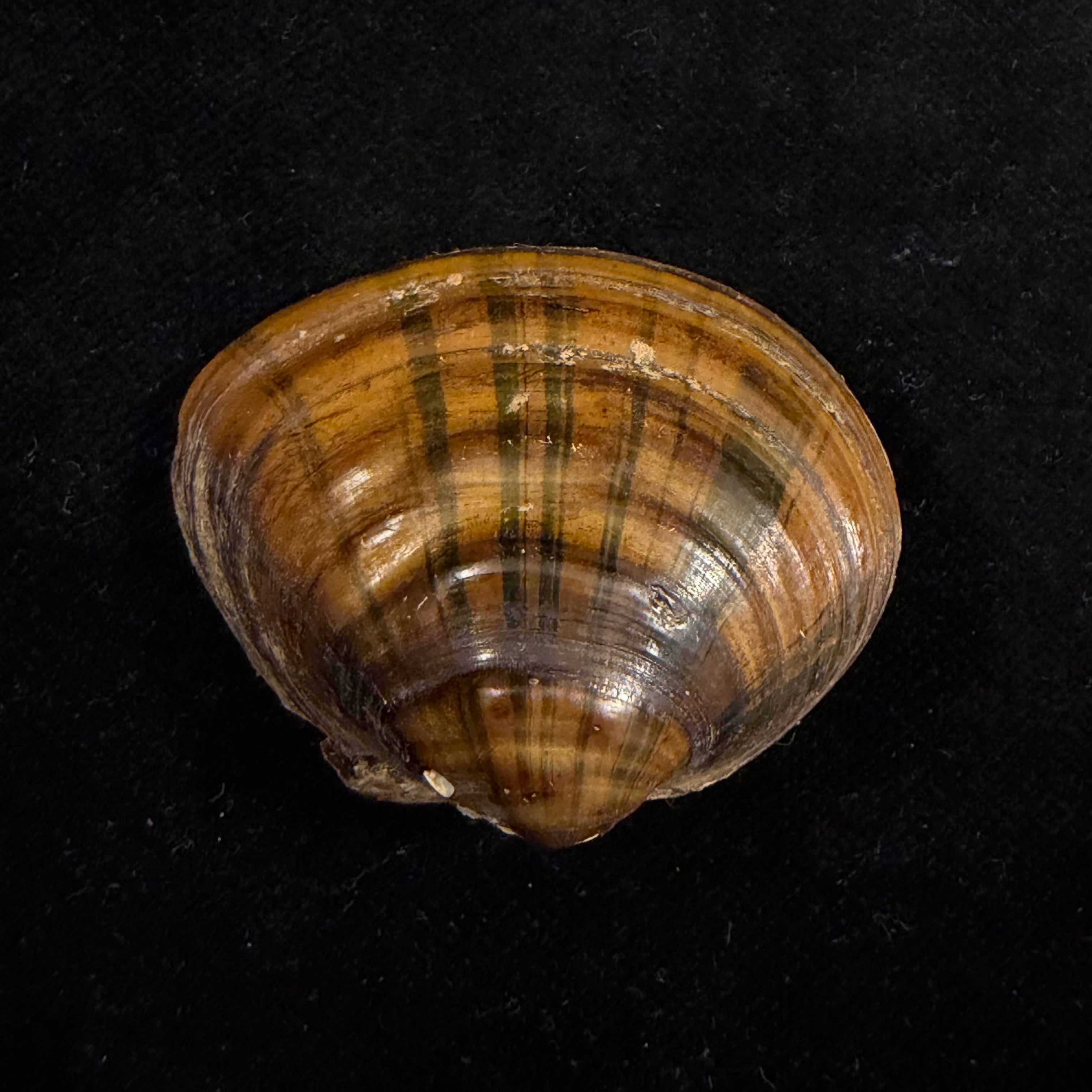 Schistodesmus sp - 42,1mm