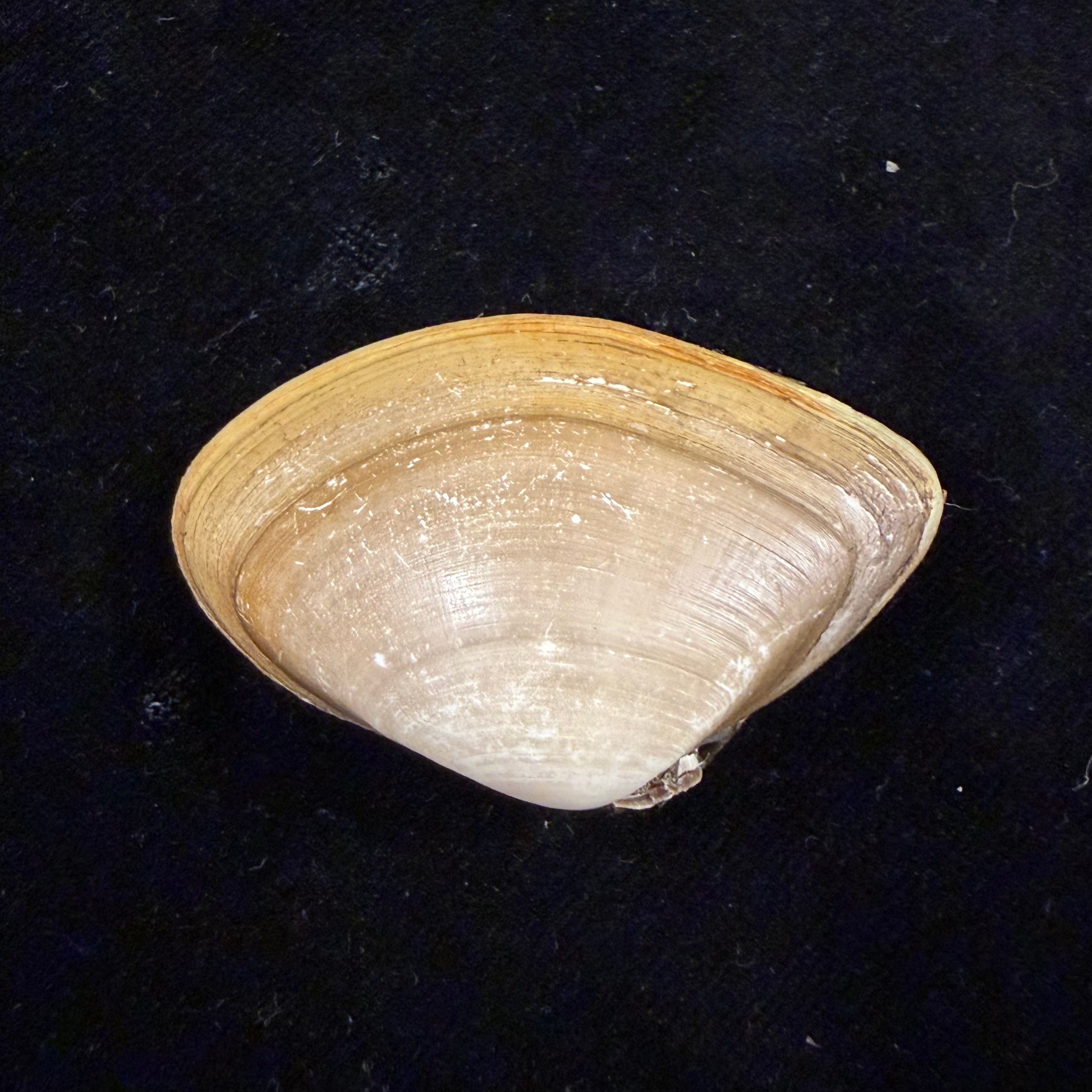 Iphigenia brasiliensis (Lamarck, 1818) - 49,6mm
