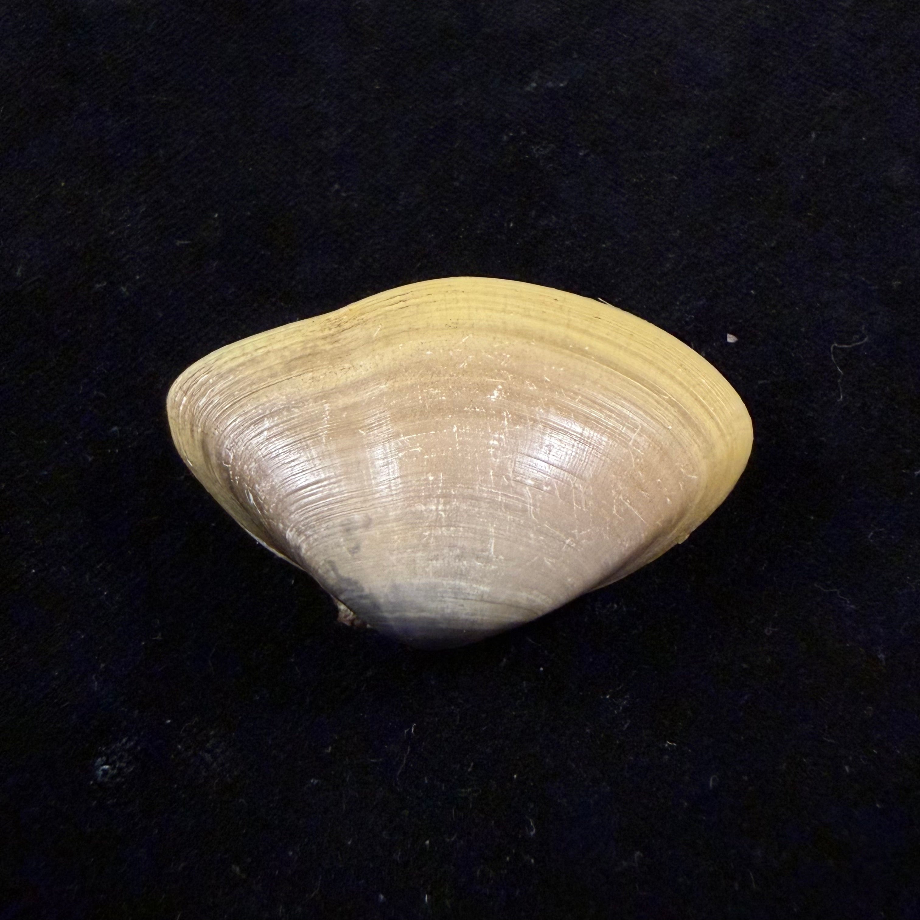 Iphigenia brasiliensis (Lamarck, 1818) - 47,4mm