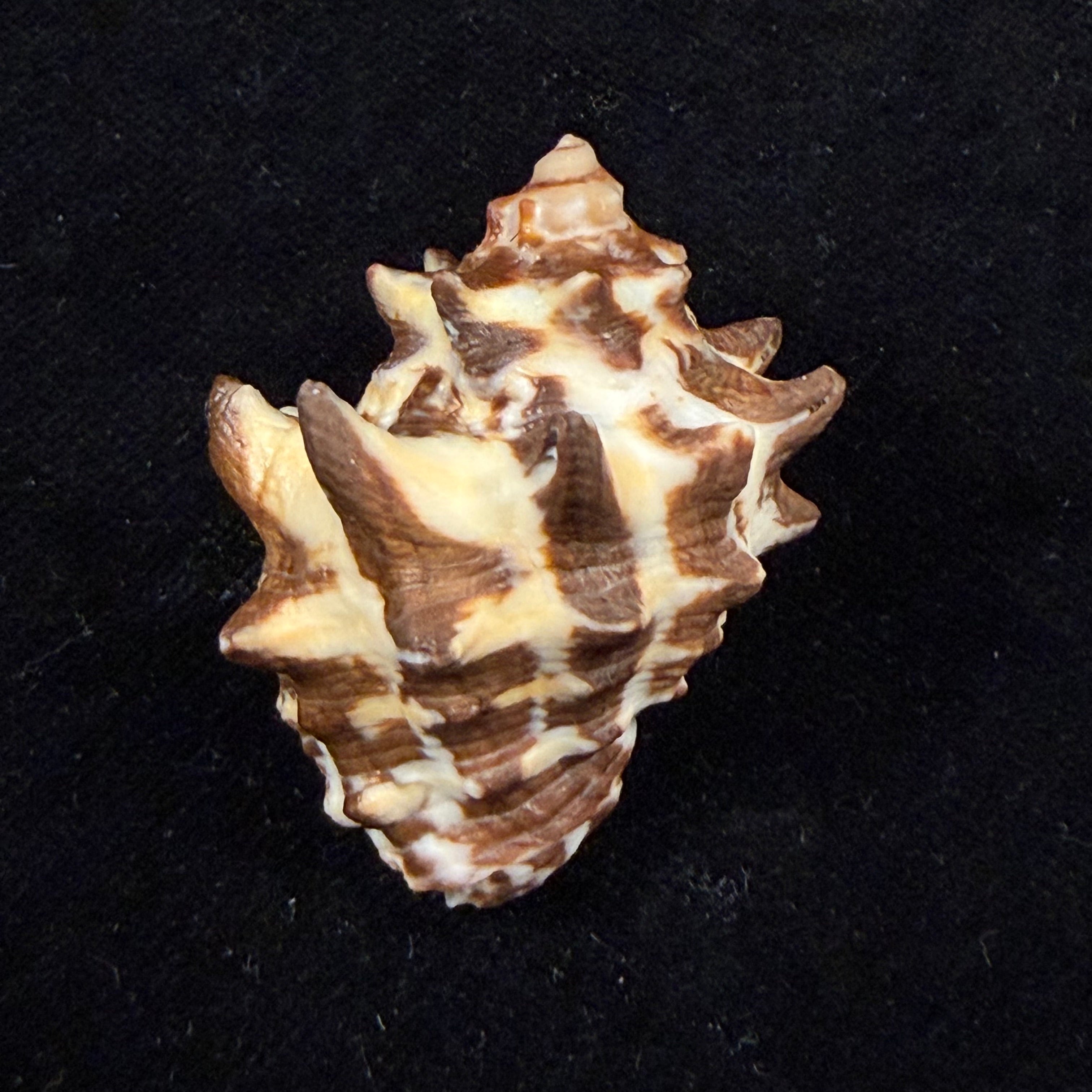 Thais kienerii (Deshayes, 1844) - 40,4mm