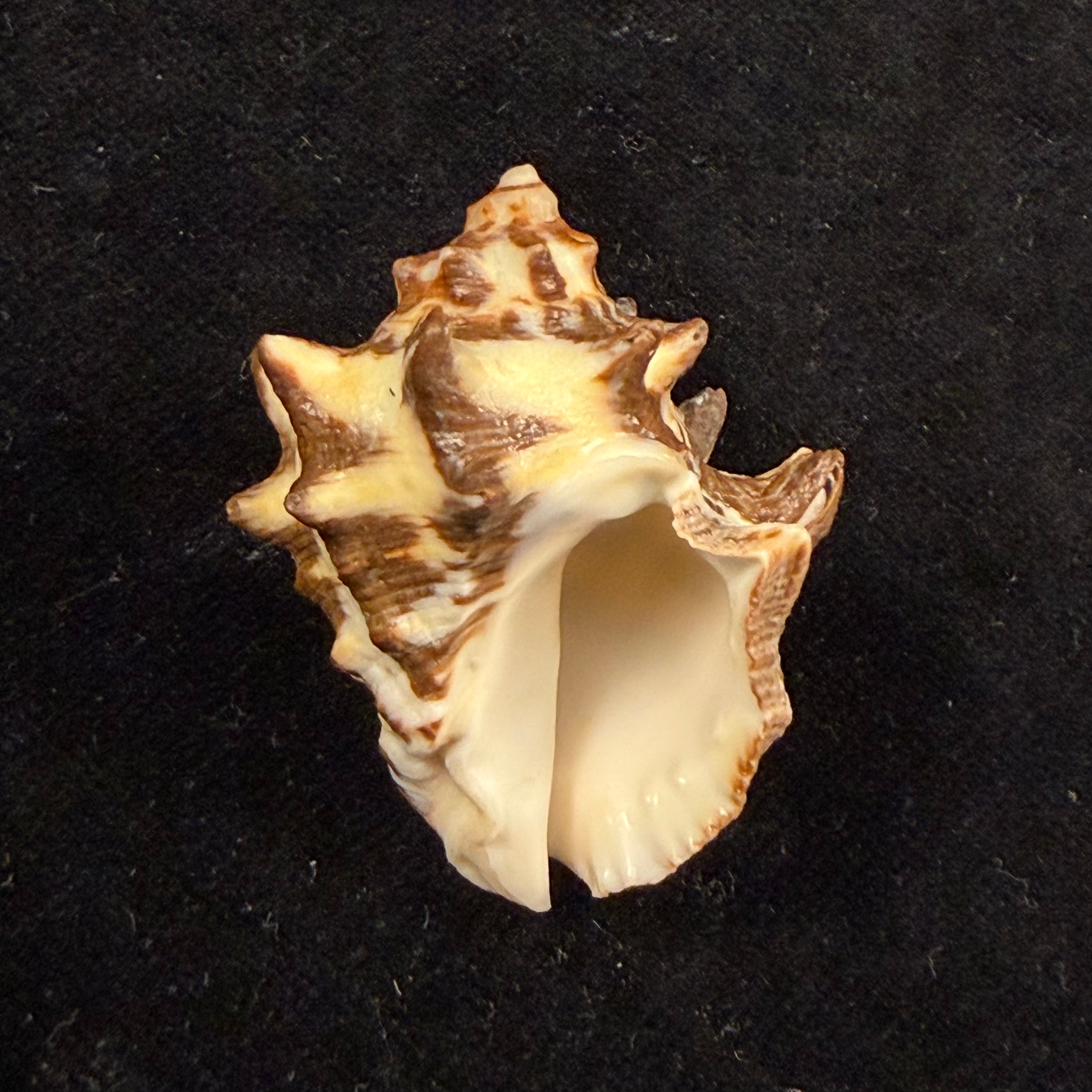 Thais kienerii (Deshayes, 1844) - 40,4mm