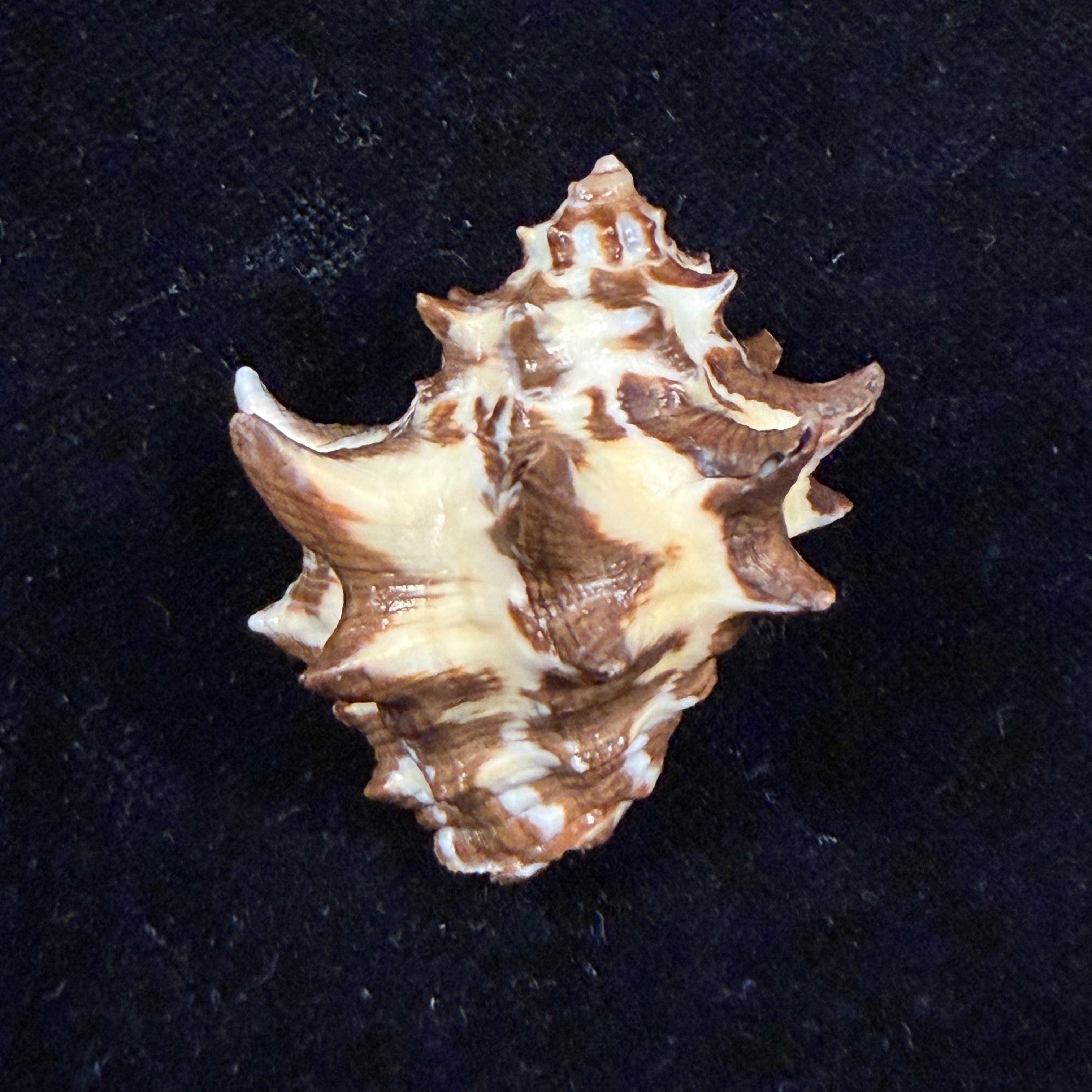 Thais kienerii (Deshayes, 1844) - 37,8mm