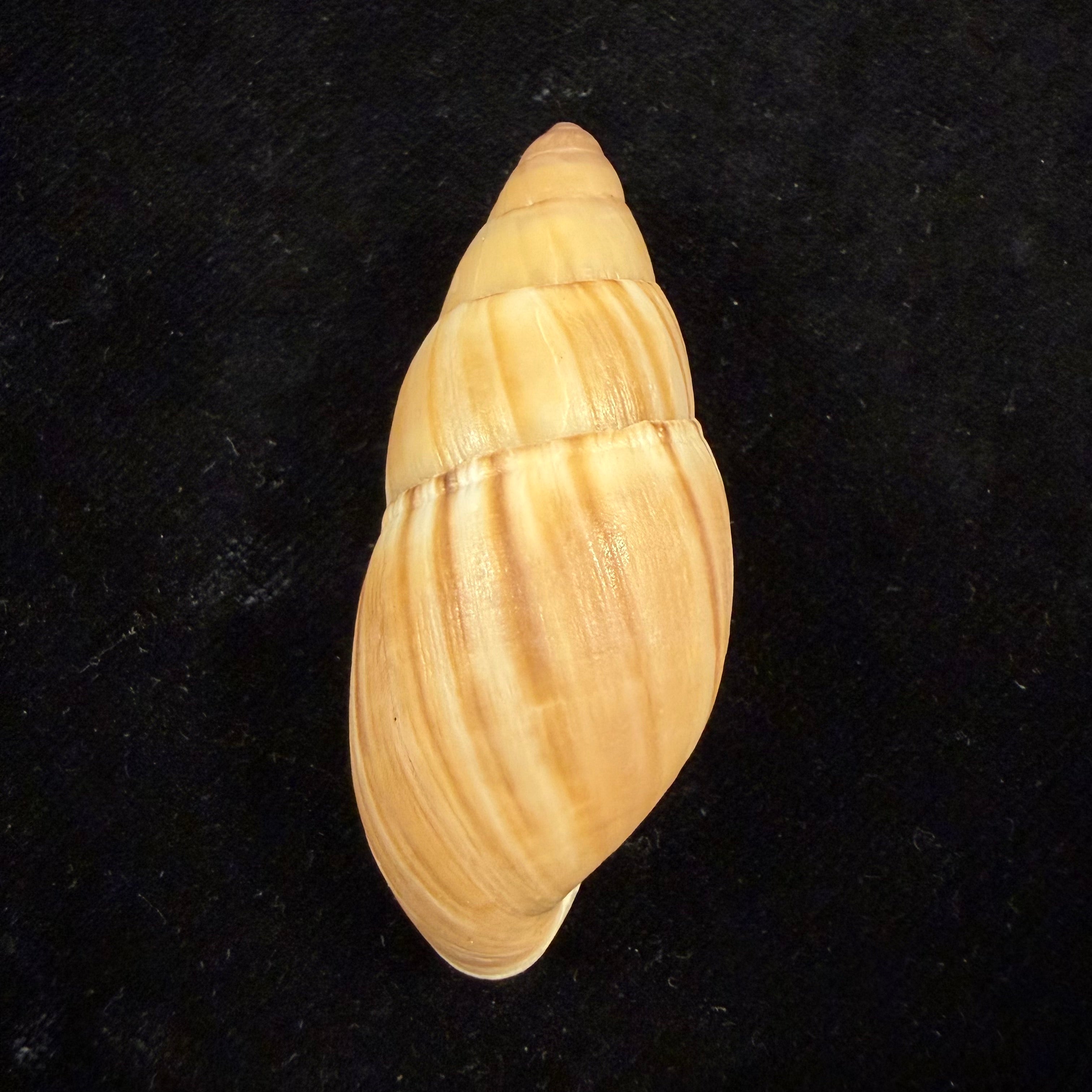 Thaumastus achilles (L. Pfeiffer, 1853) - 54,8mm