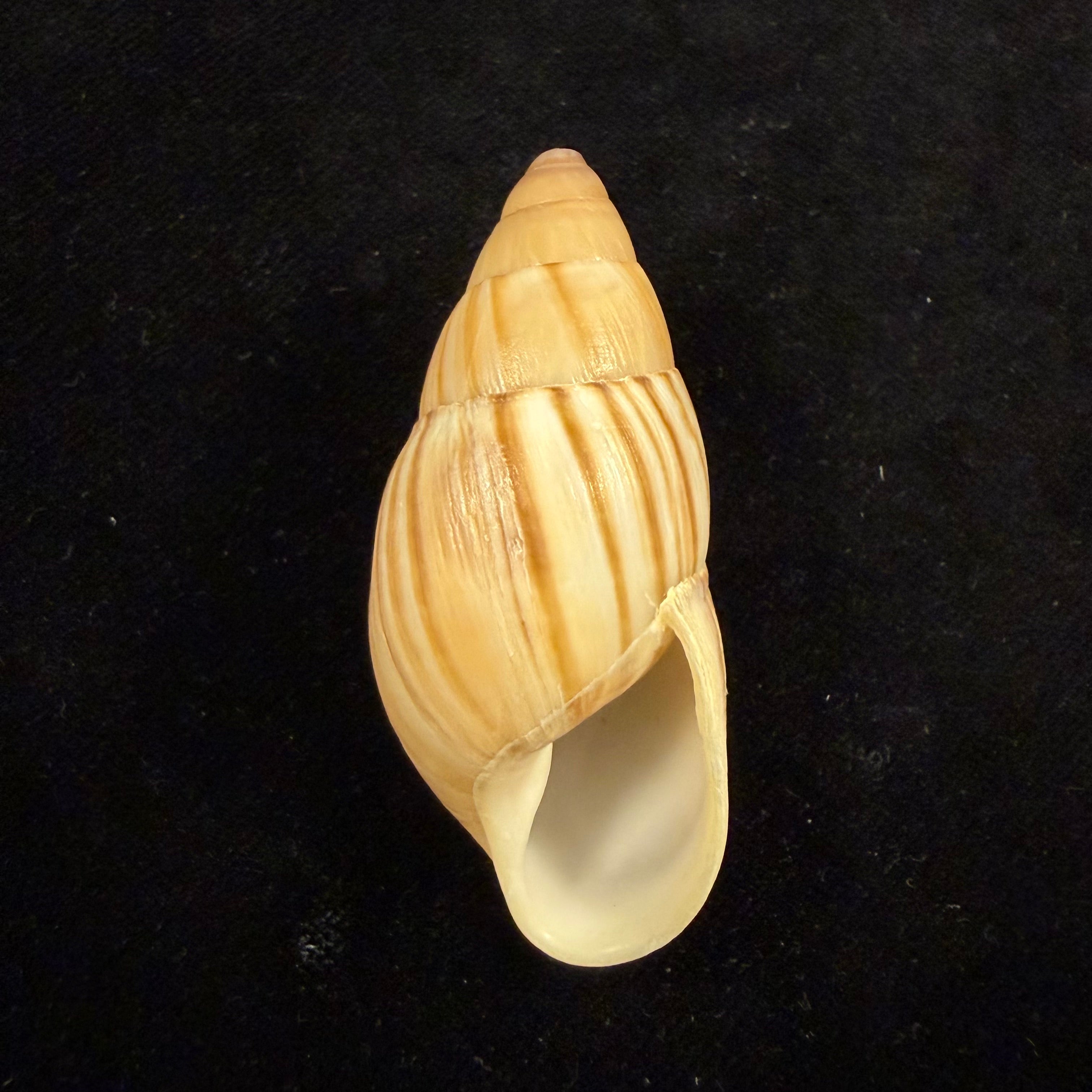 Thaumastus achilles (L. Pfeiffer, 1853) - 54,8mm