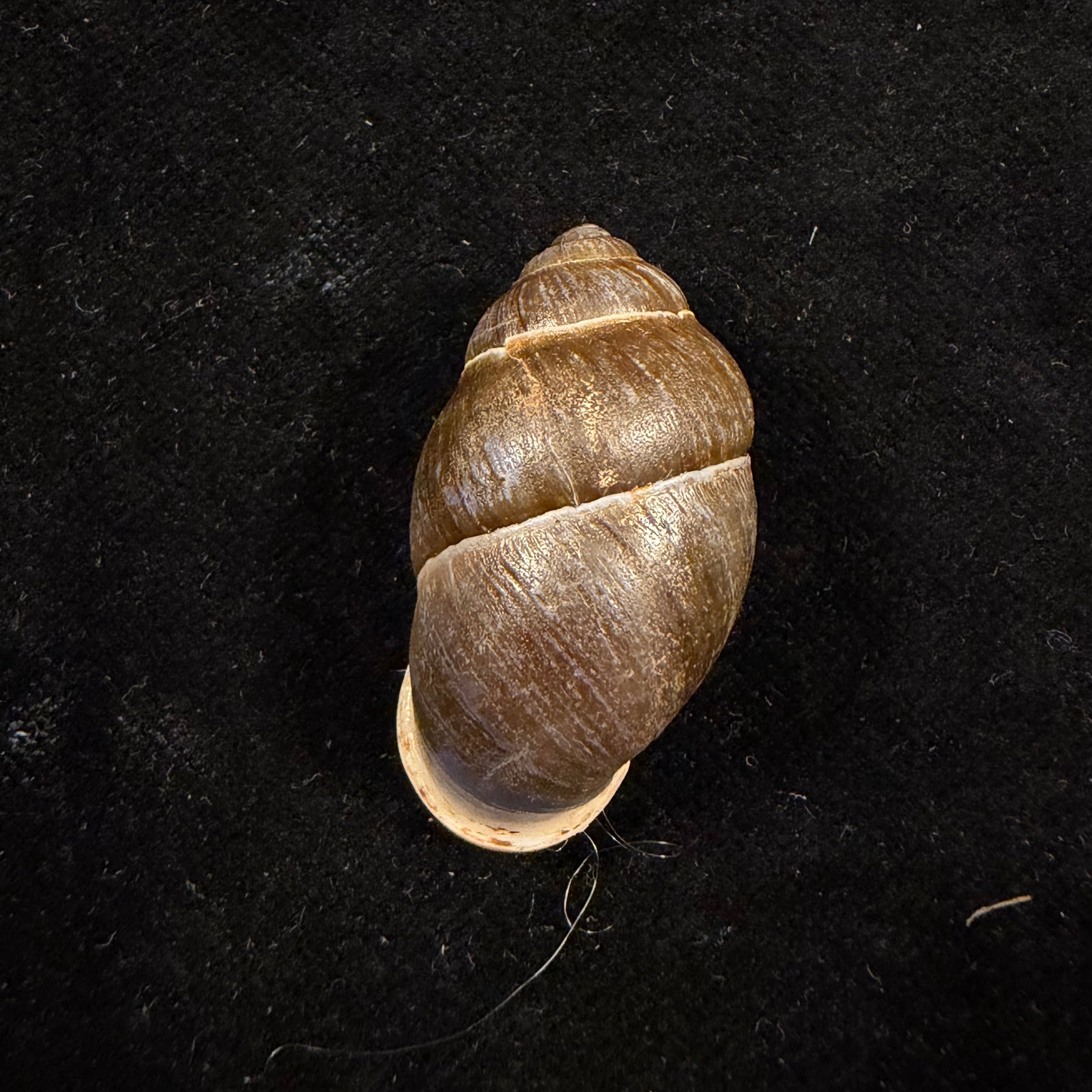 Pollicaria rochebruni (Mabille, 1887) - 36,1mm