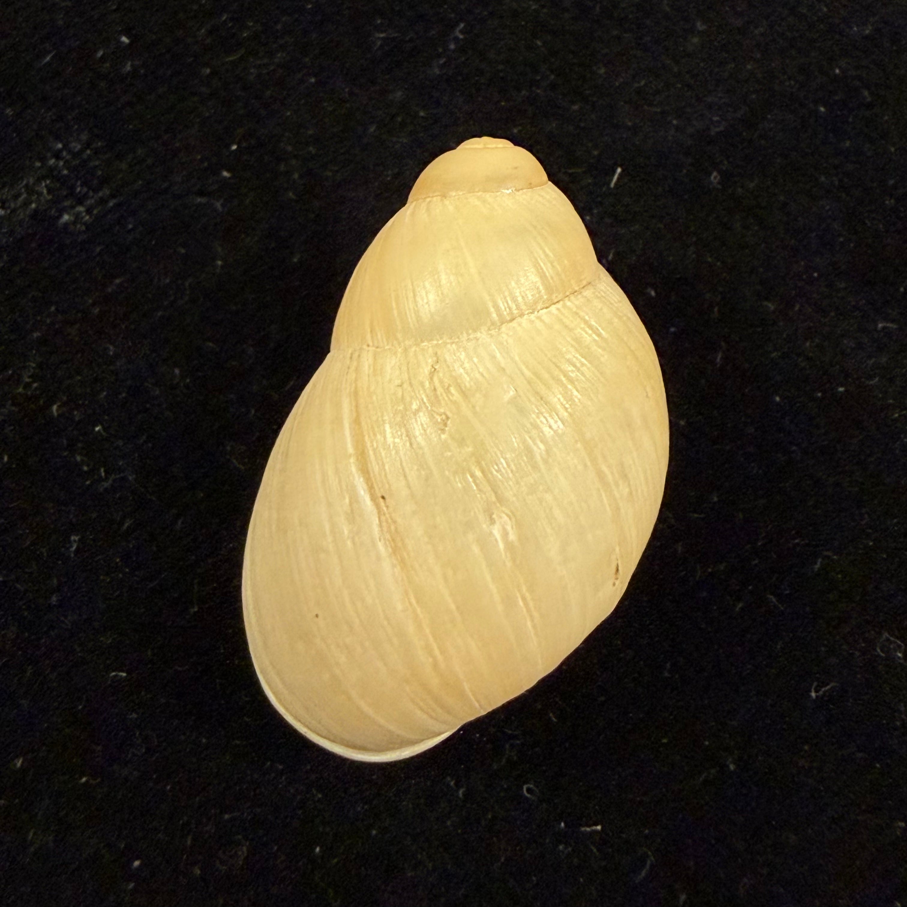 Austroborus dorbignyi (Doring, 1876) - 31mm