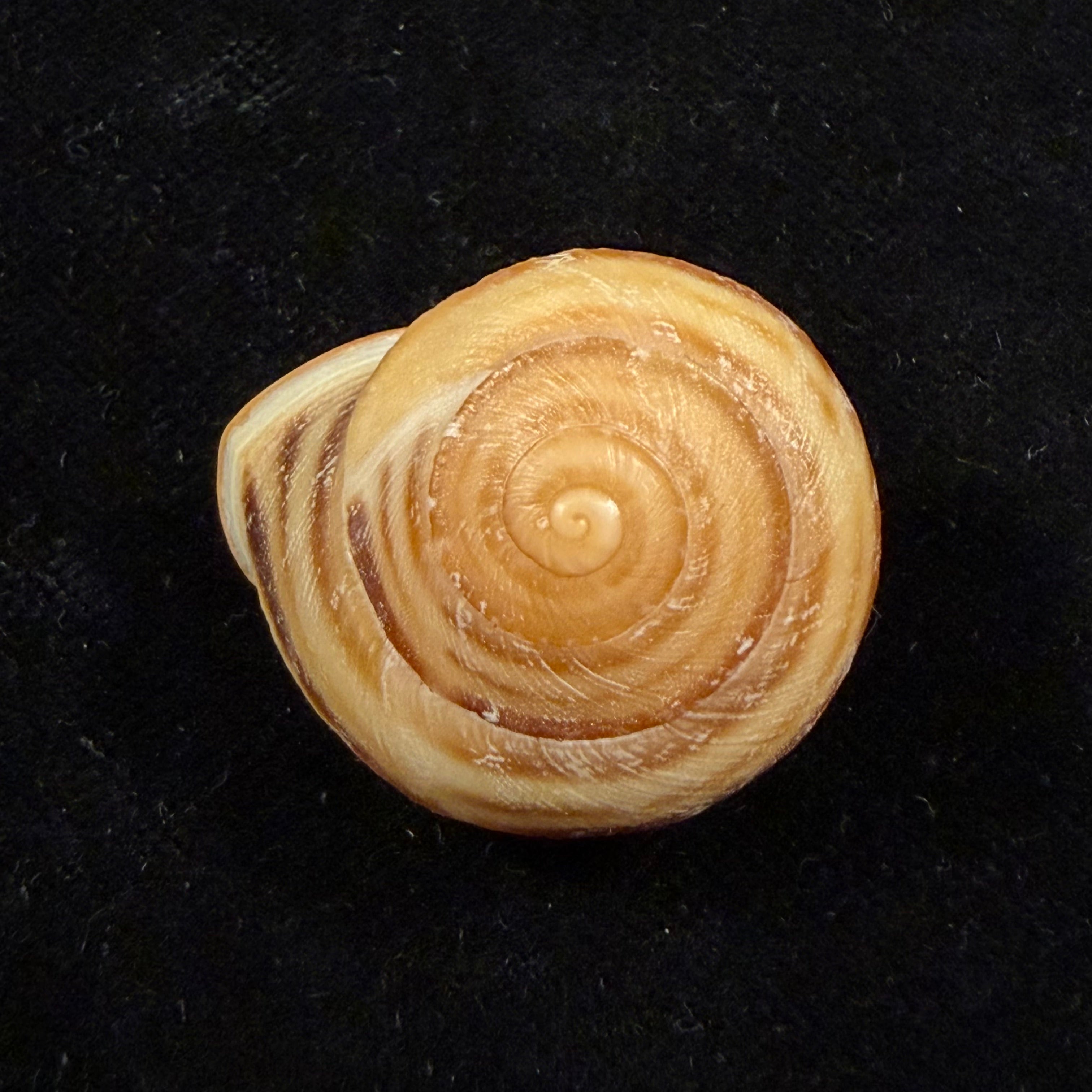 Loxana pedroi T. Cossignani & J. Ahuir, 2013 - 30,8mm