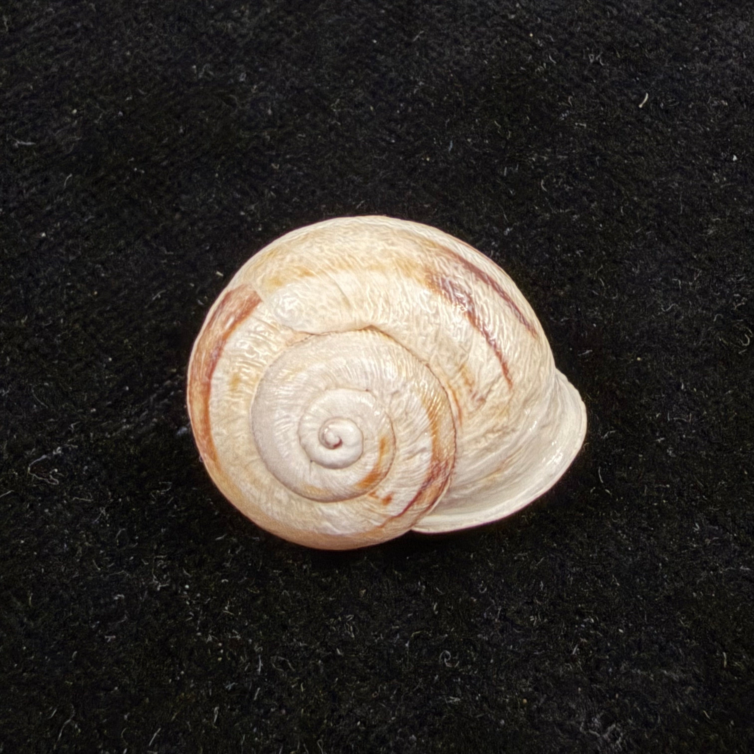 Eremina smaraensis J. Ahuir, 2015 - 24,2mm