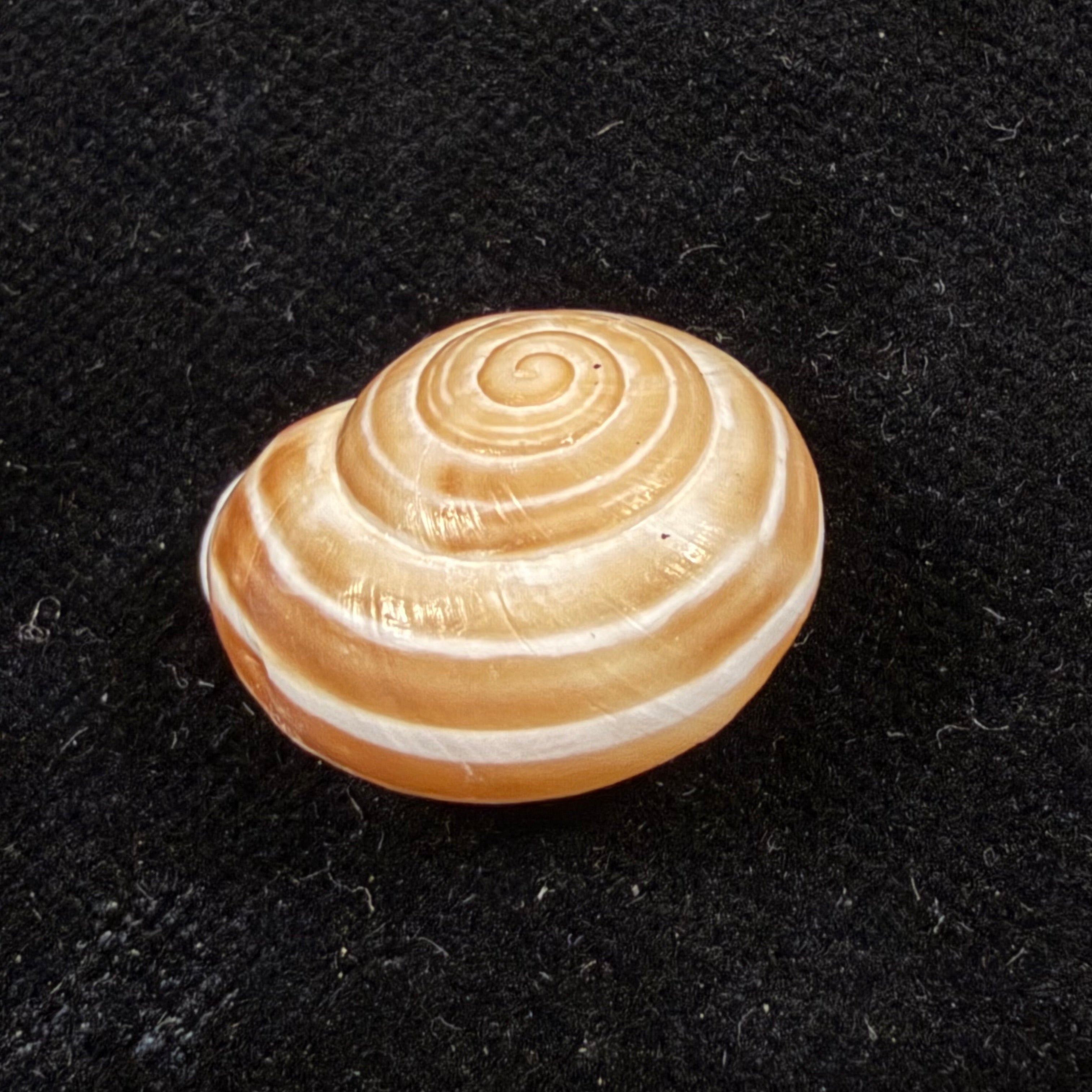 Alabastrina rufa (Pallary, 1926) - 20,5mm