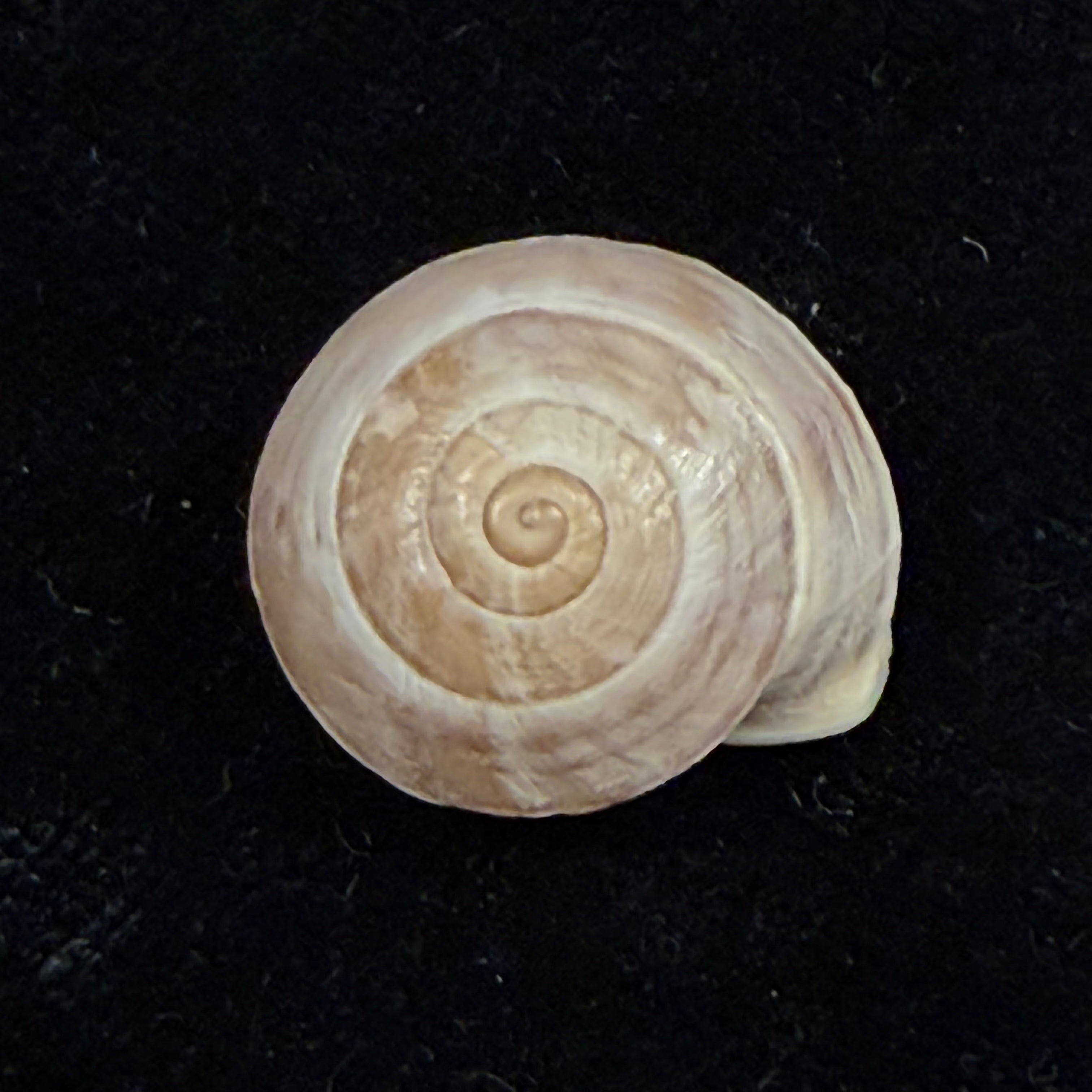 Alabastrina carminis T. Cossignani & J. Ahuir, 2012 - 20,6mm