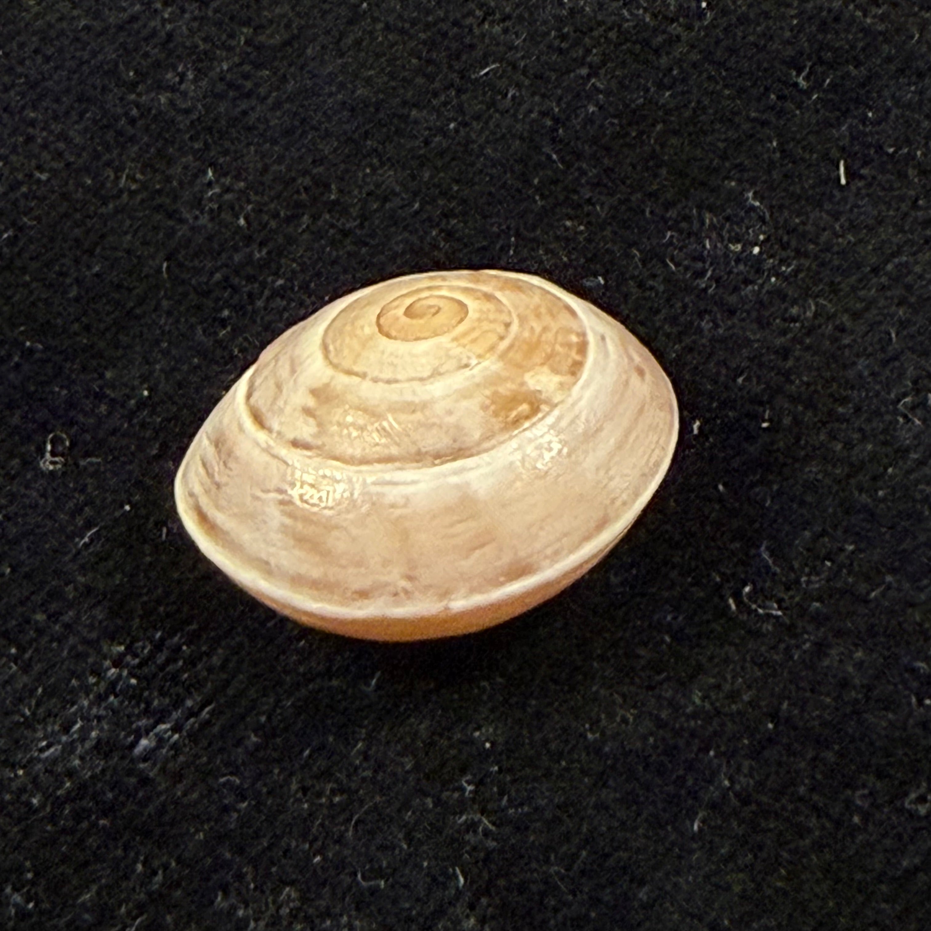 Alabastrina carminis T. Cossignani & J. Ahuir, 2012 - 20,6mm