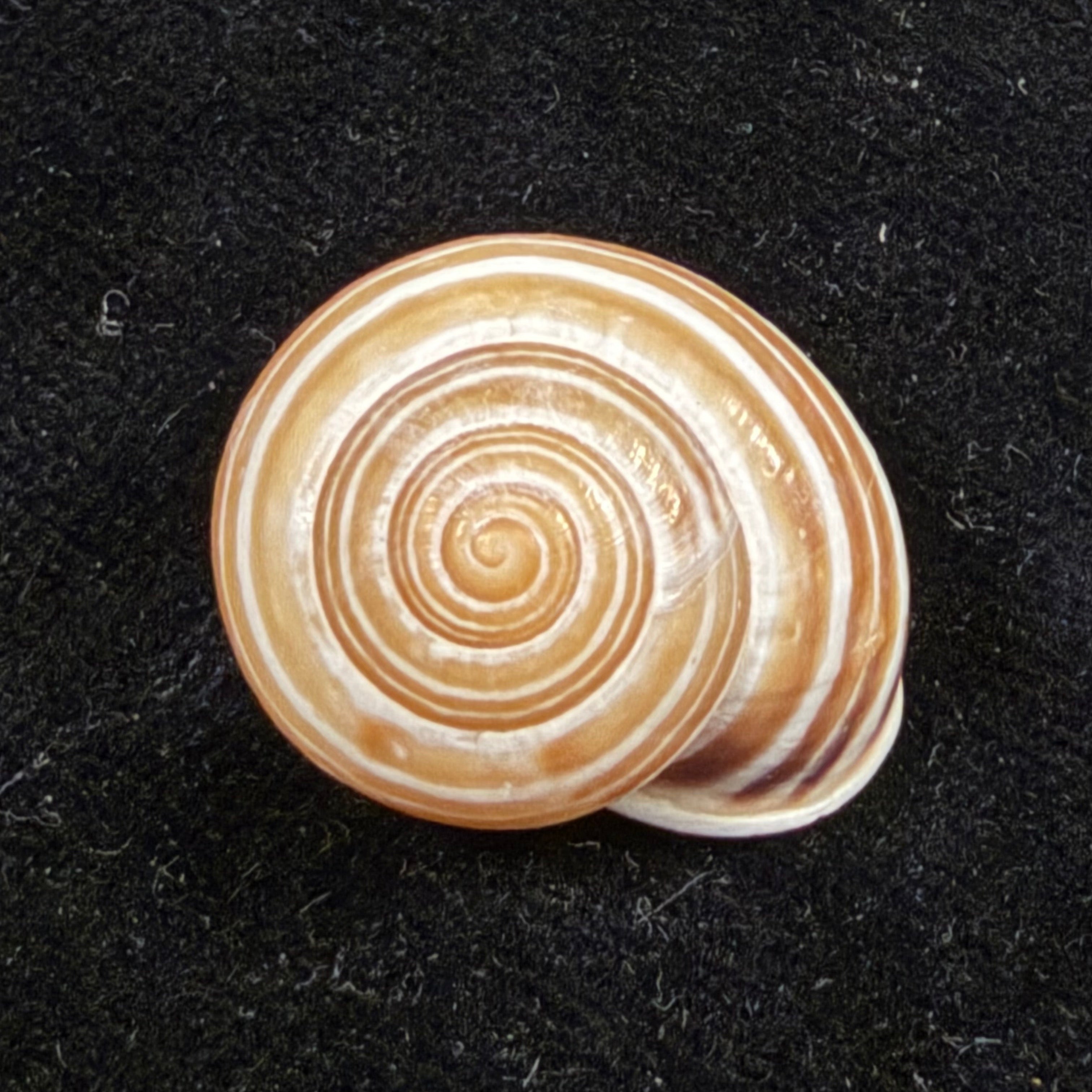 Alabastrina tilmiratensis Pallary, 1933- 24mm