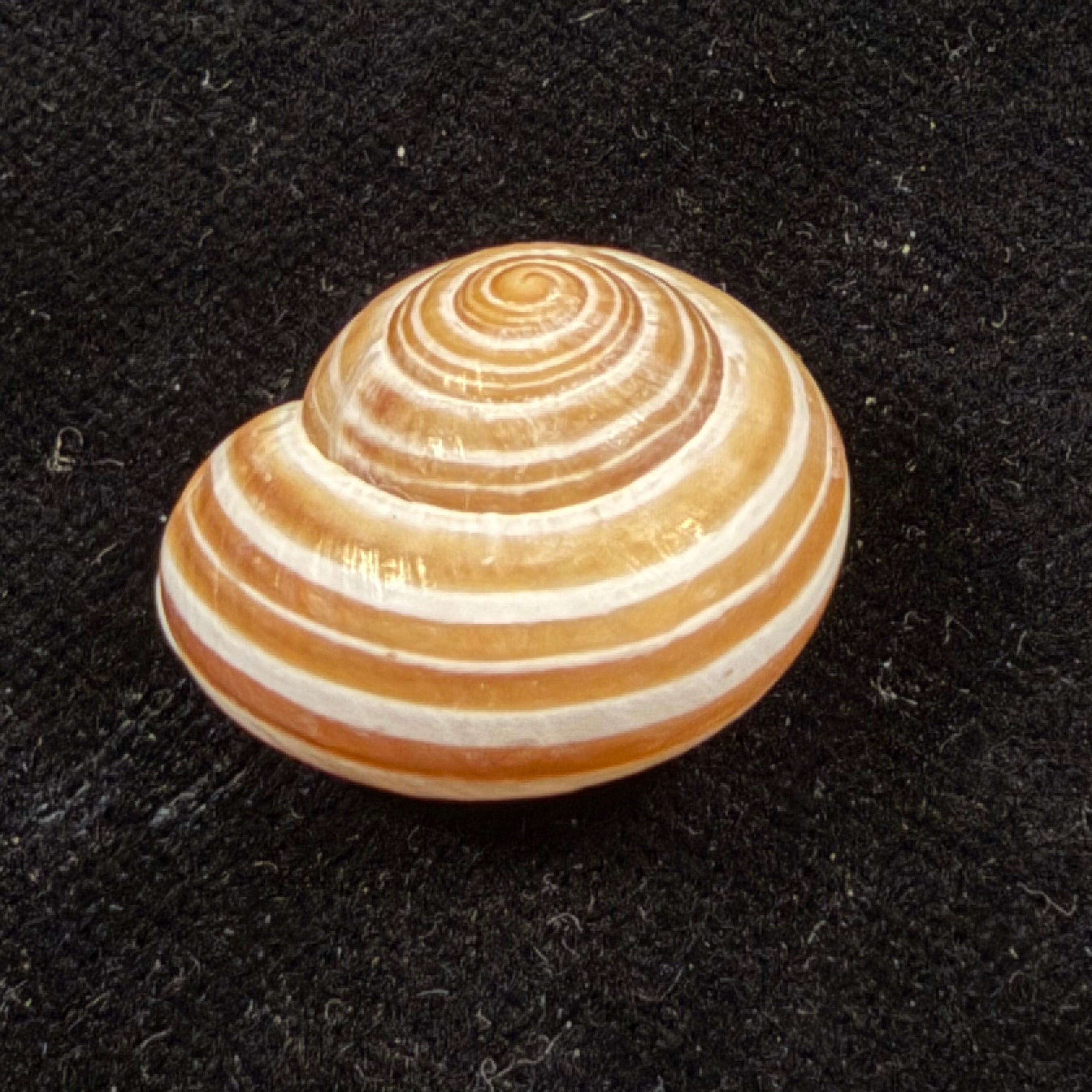 Alabastrina tilmiratensis Pallary, 1933- 24mm