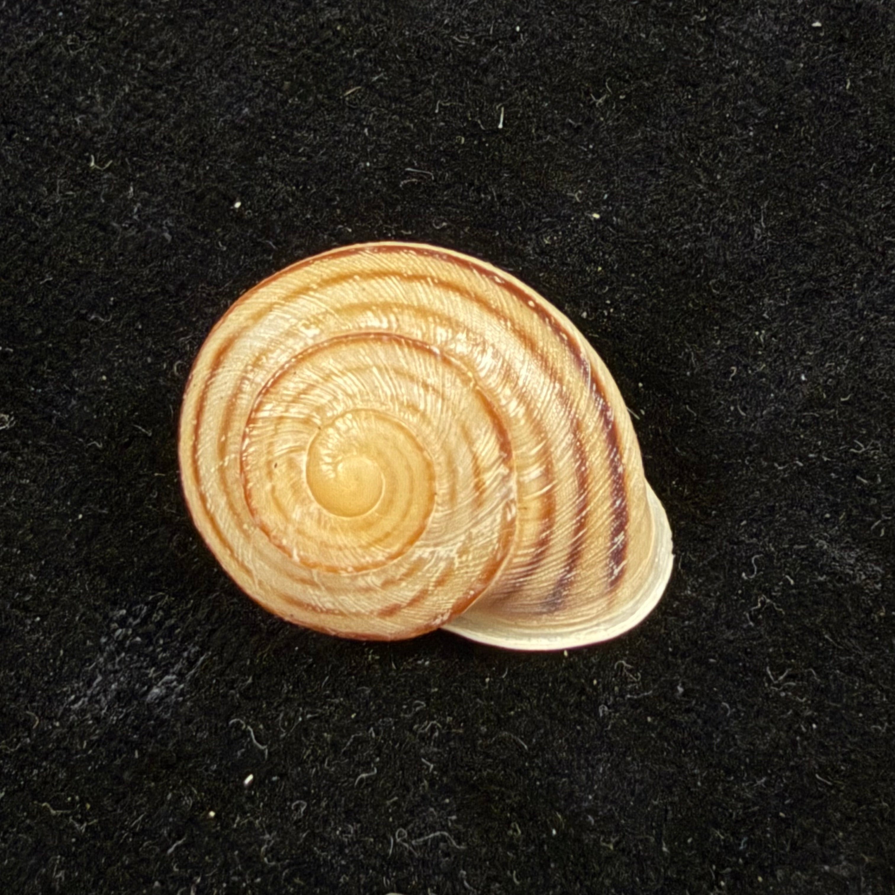 Atlasica azemmourensis J. Ahuir, 2017 - 25,6mm