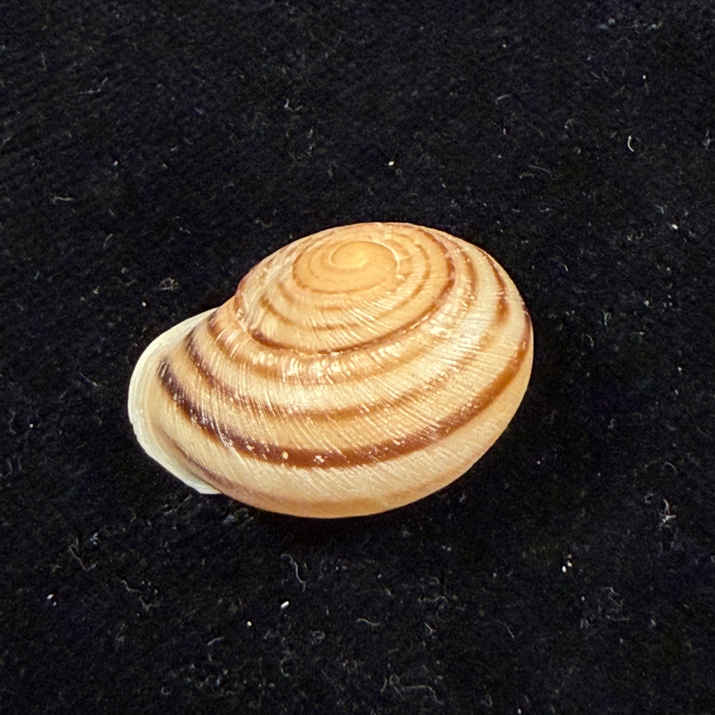 Atlasica azemmourensis J. Ahuir, 2017 - 25,6mm
