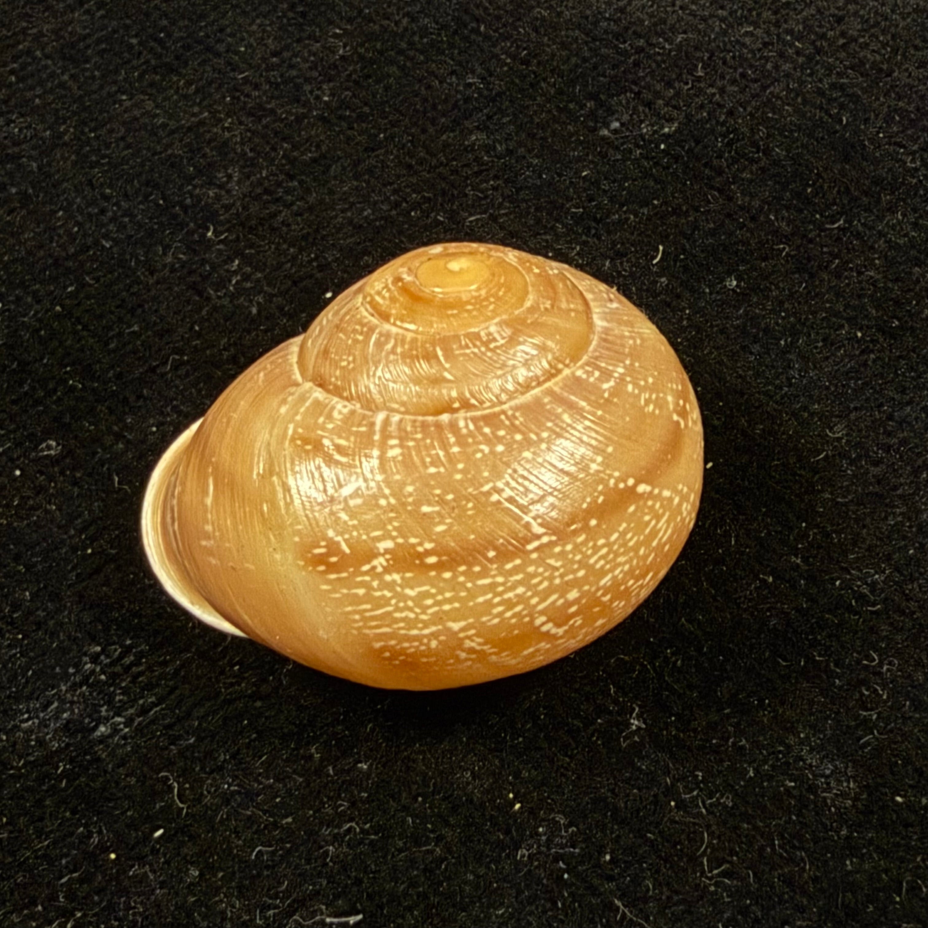 Atlasica interica Pallary, 1923 - 29,3mm