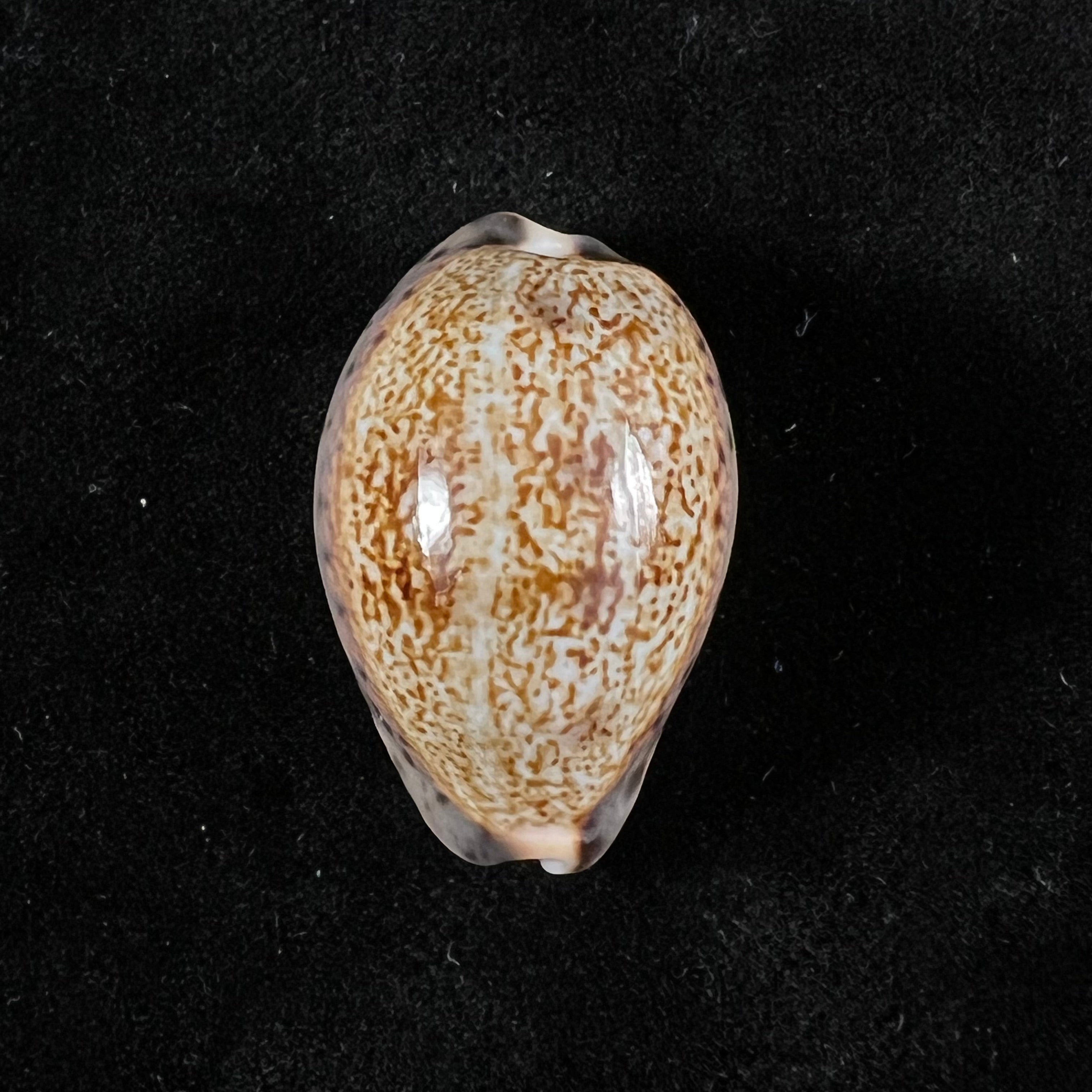 Pseudozonaria robertsi(伊达尔戈,1906年)- 28,8毫米