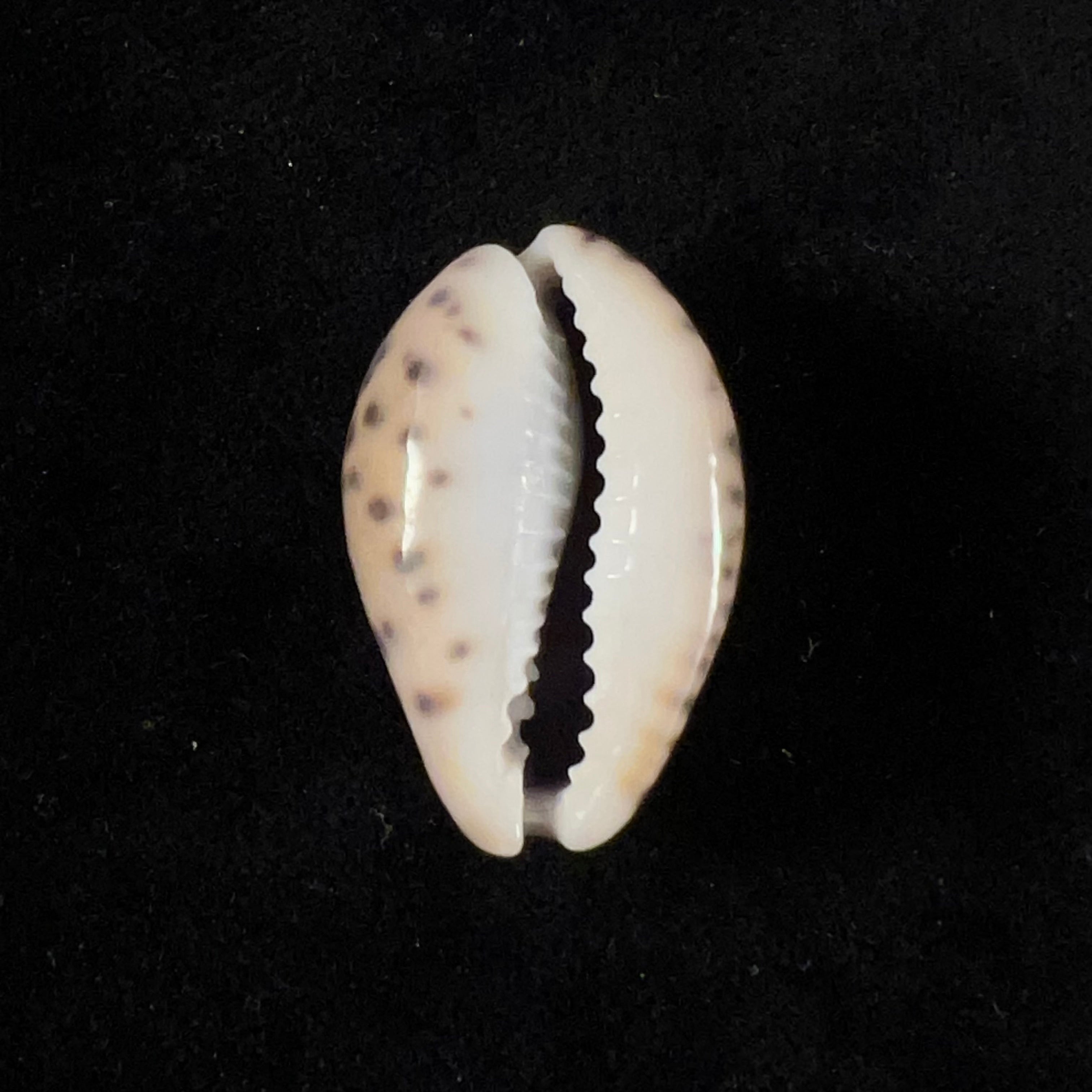 Pseudozonaria robertsi(伊达尔戈,1906年)- 28,8毫米