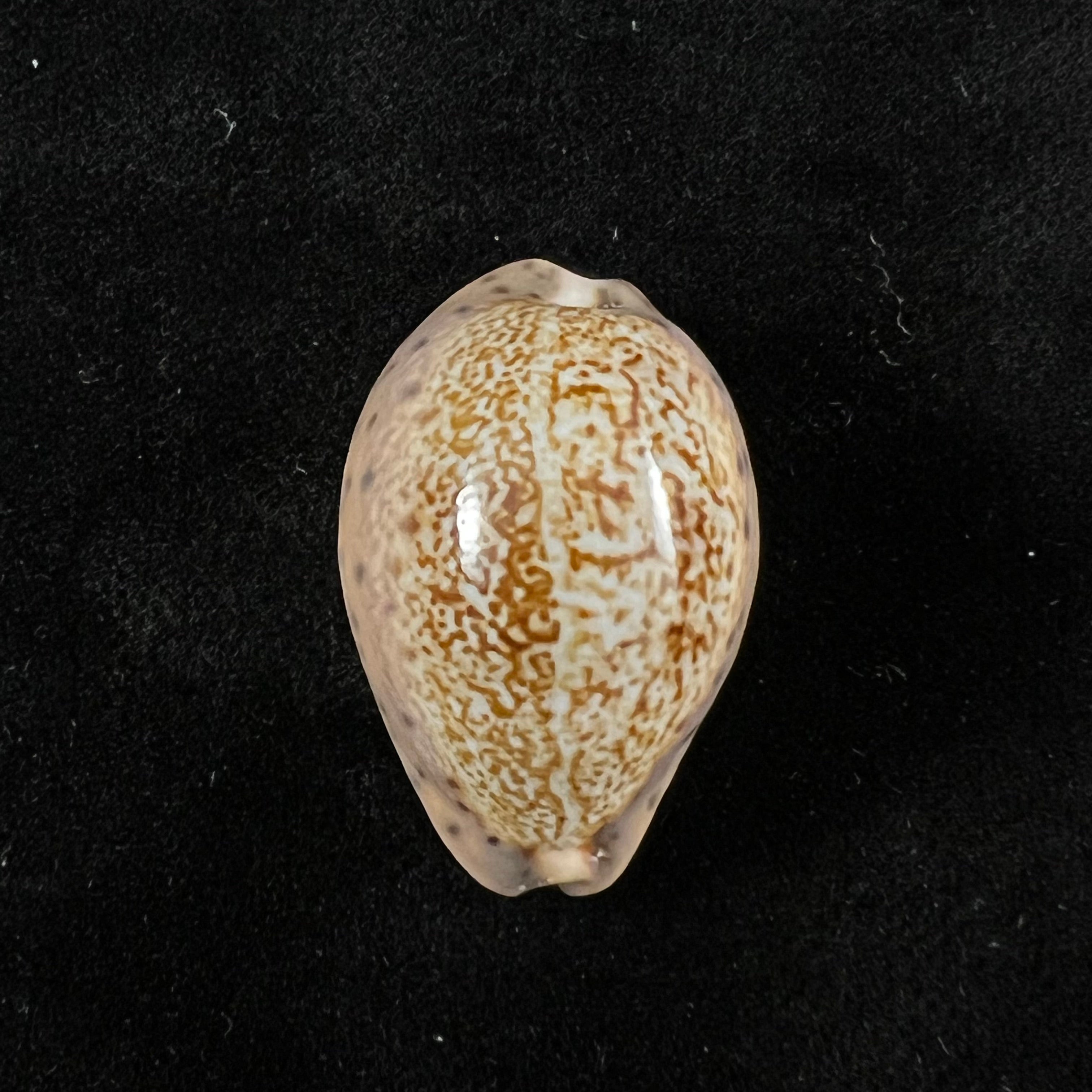 Pseudozonaria robertsi(伊达尔戈,1906年)- 27,8毫米
