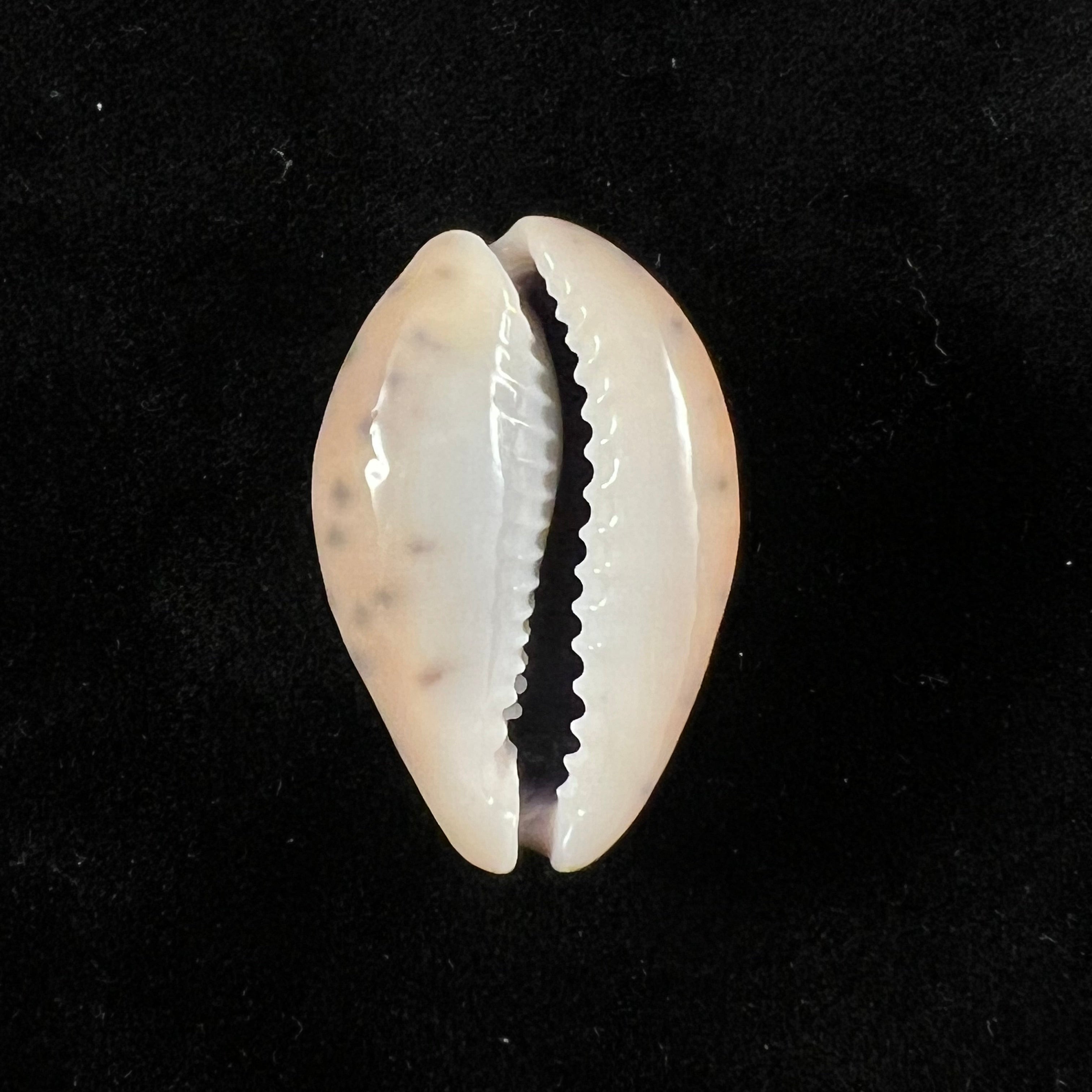 Pseudozonaria robertsi(伊达尔戈,1906年)- 27,8毫米