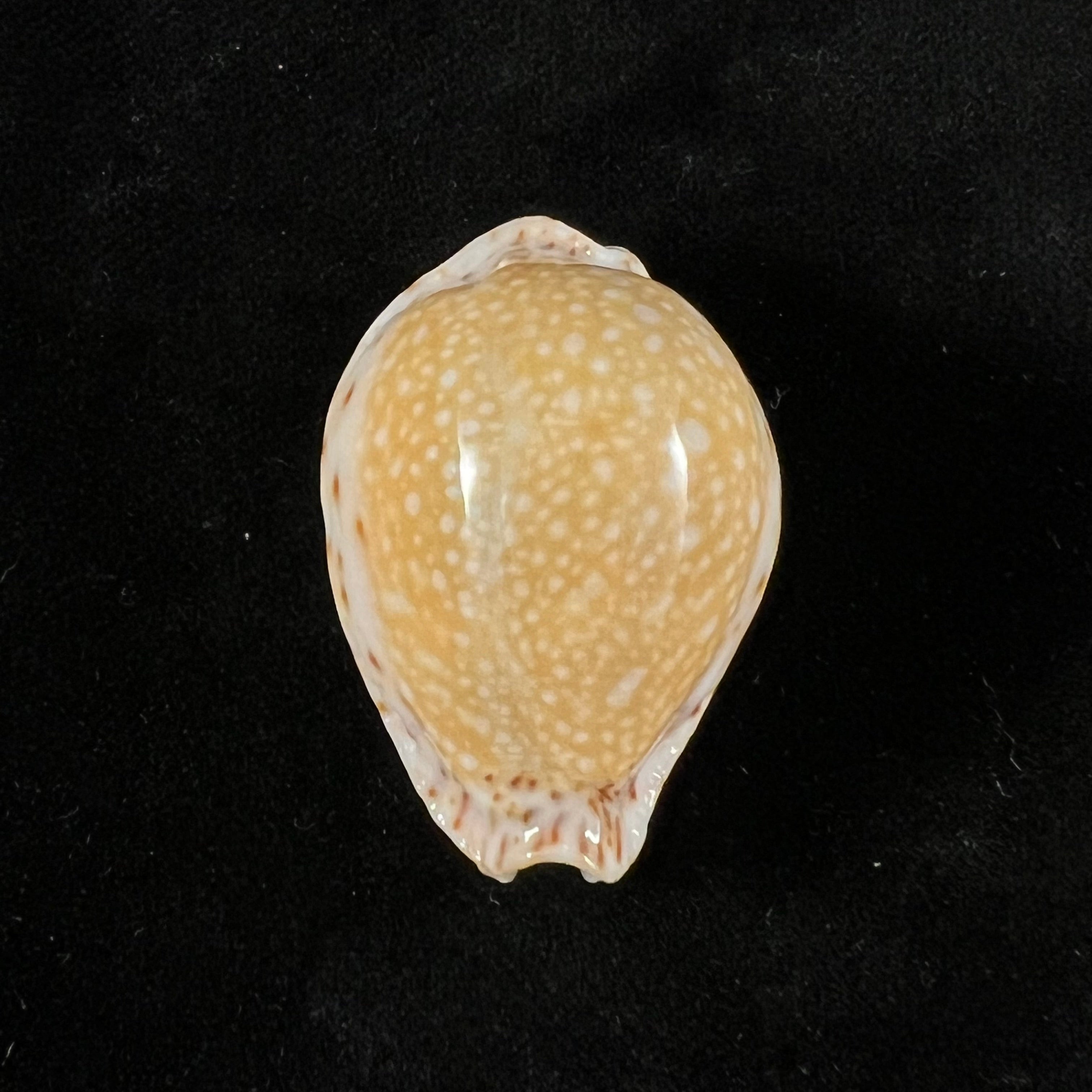 Naria lamarckii (JE Gray, 1825) - 36,2mm