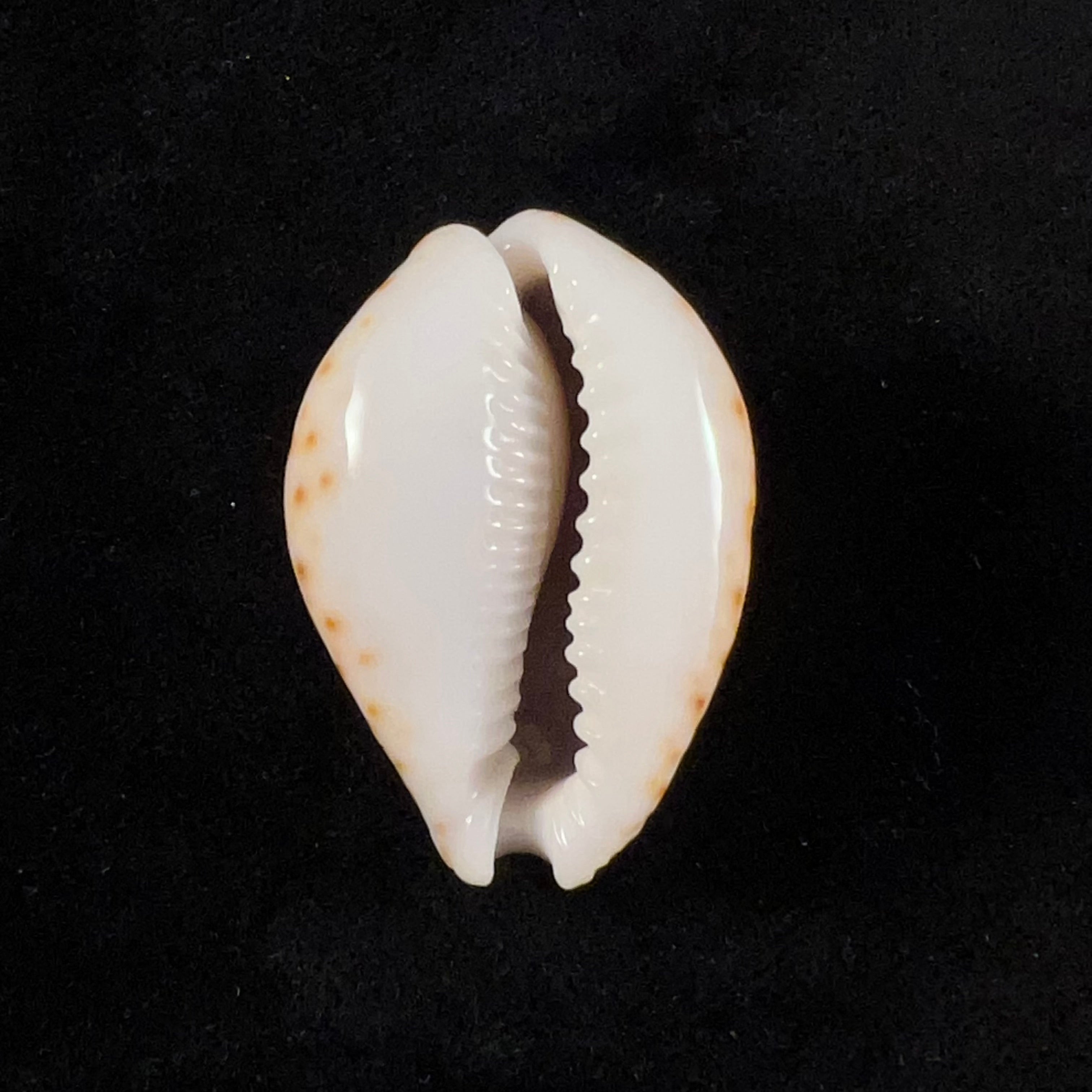 Naria lamarckii (JE Gray, 1825) - 36,2mm