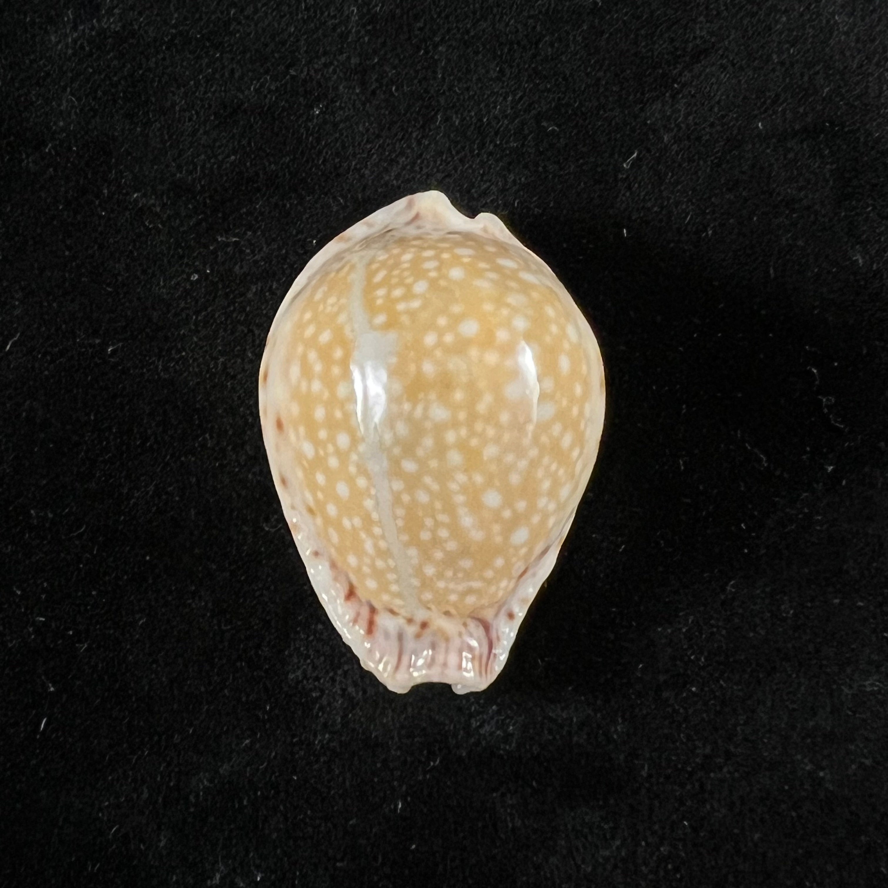 Naria lamarckii(JE Gray,1825)- 32,4毫米