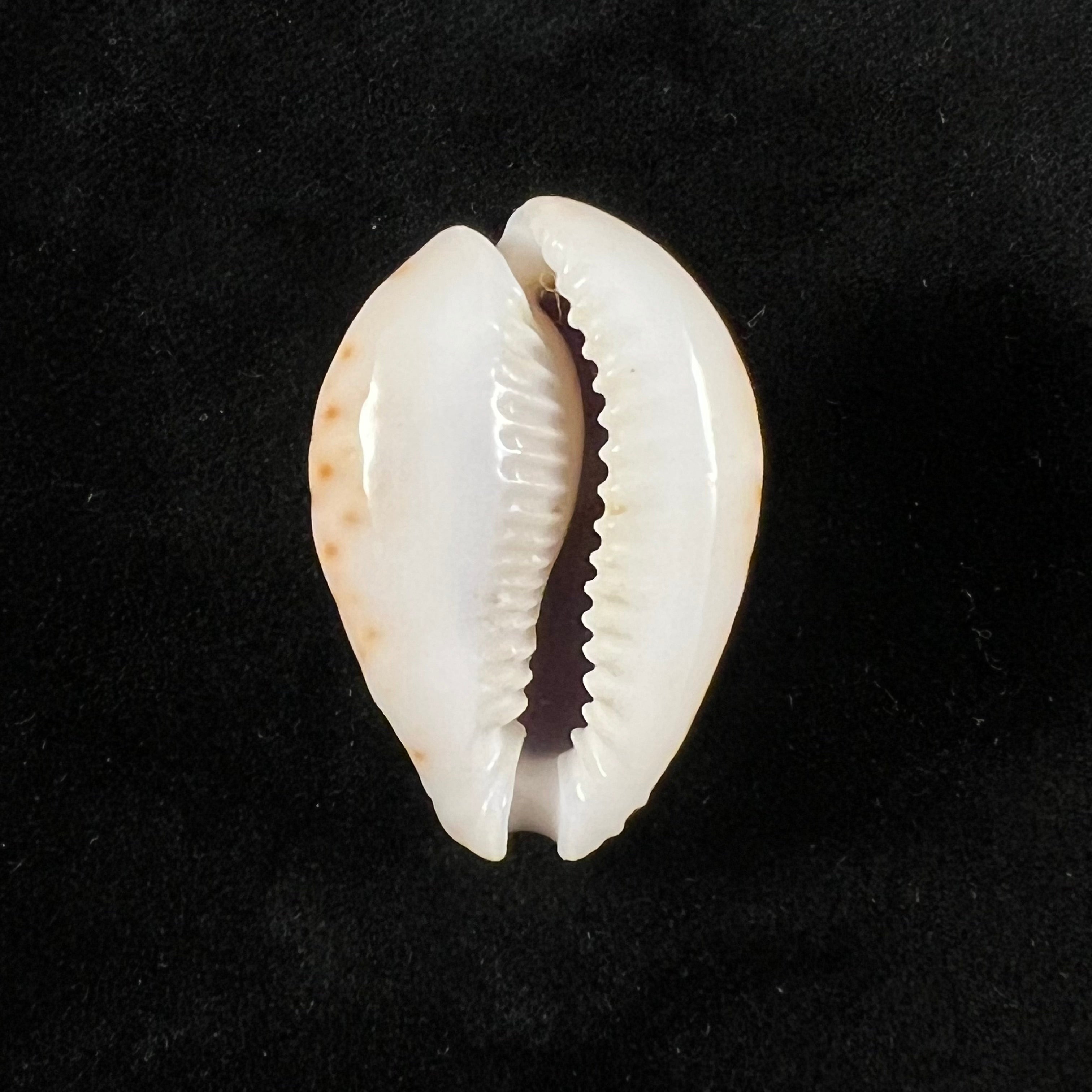 Naria lamarckii(JE Gray,1825)- 32,4毫米