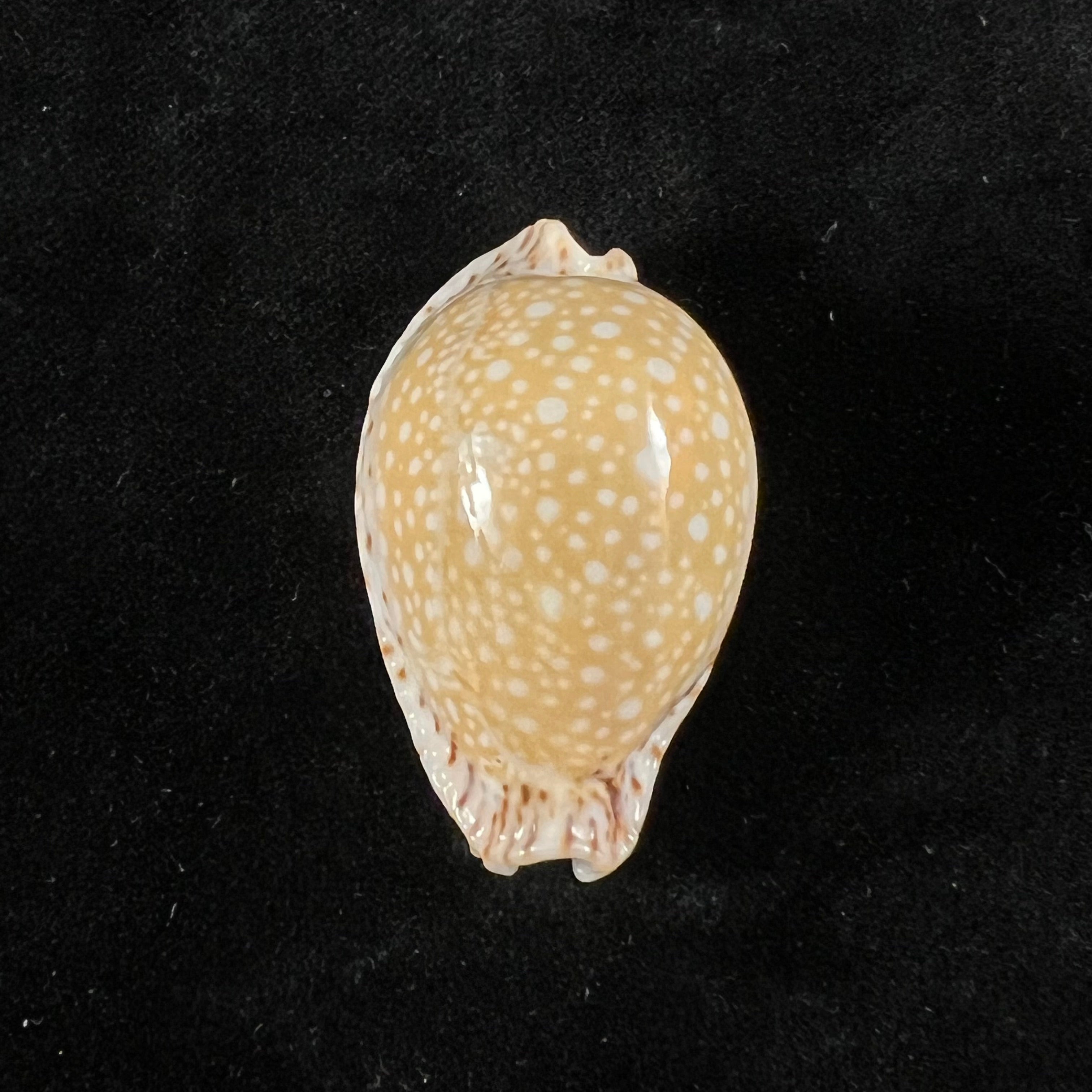 Naria lamarckii (JE Gray, 1825) - 37,2mm