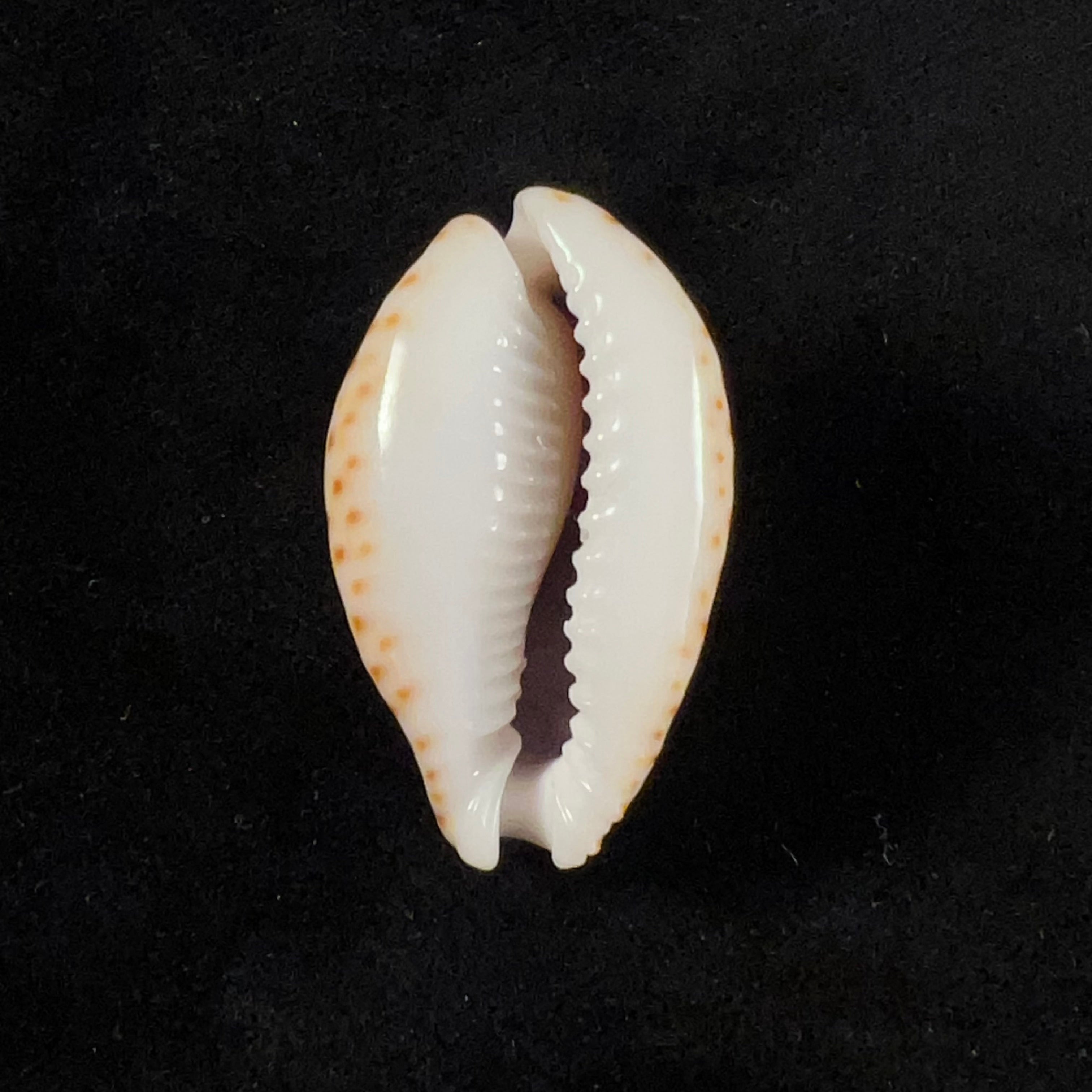 Naria lamarckii (JE Gray, 1825) - 37,2mm