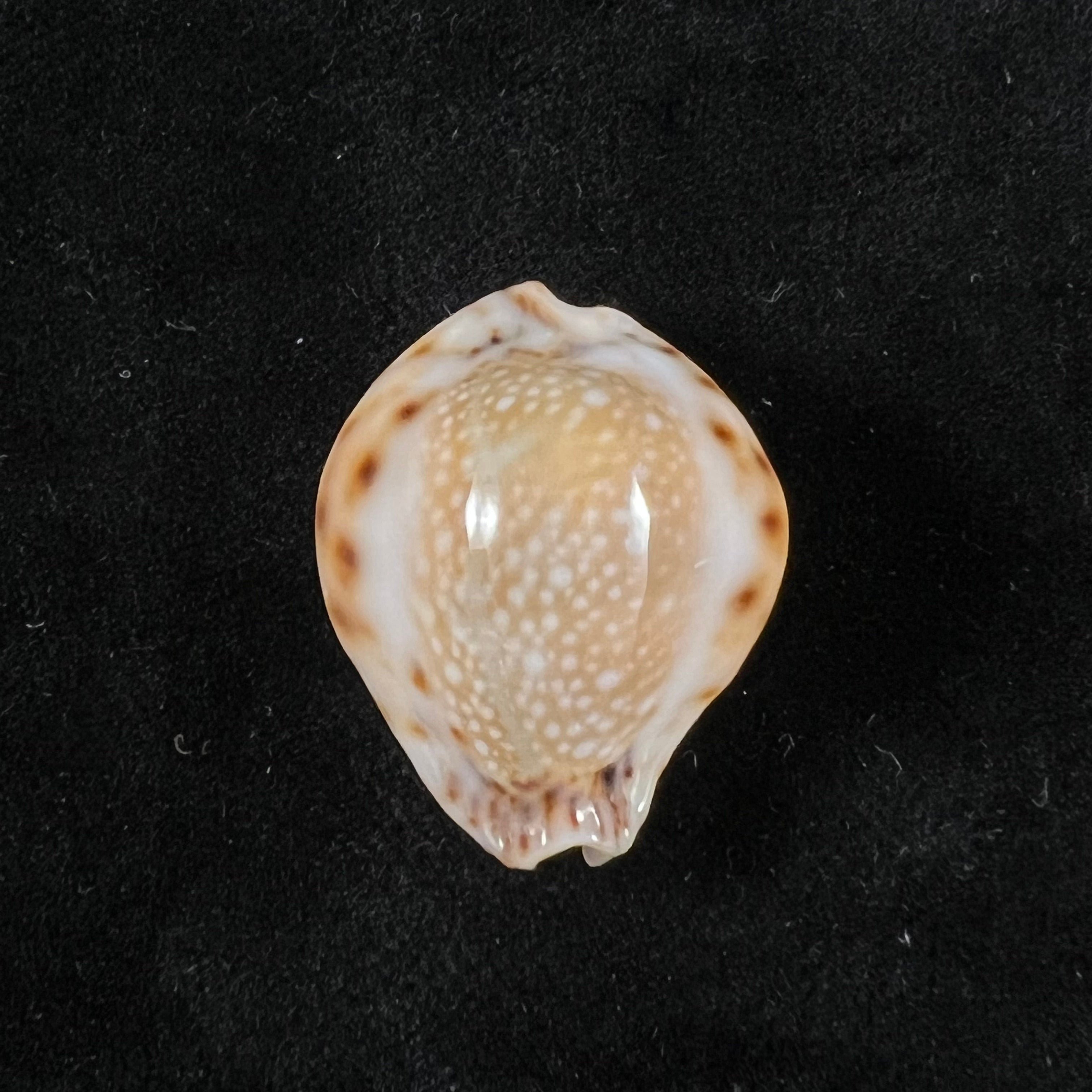 Erosaria lamarckii redimita (Melvill, 1888) - 29,8mm