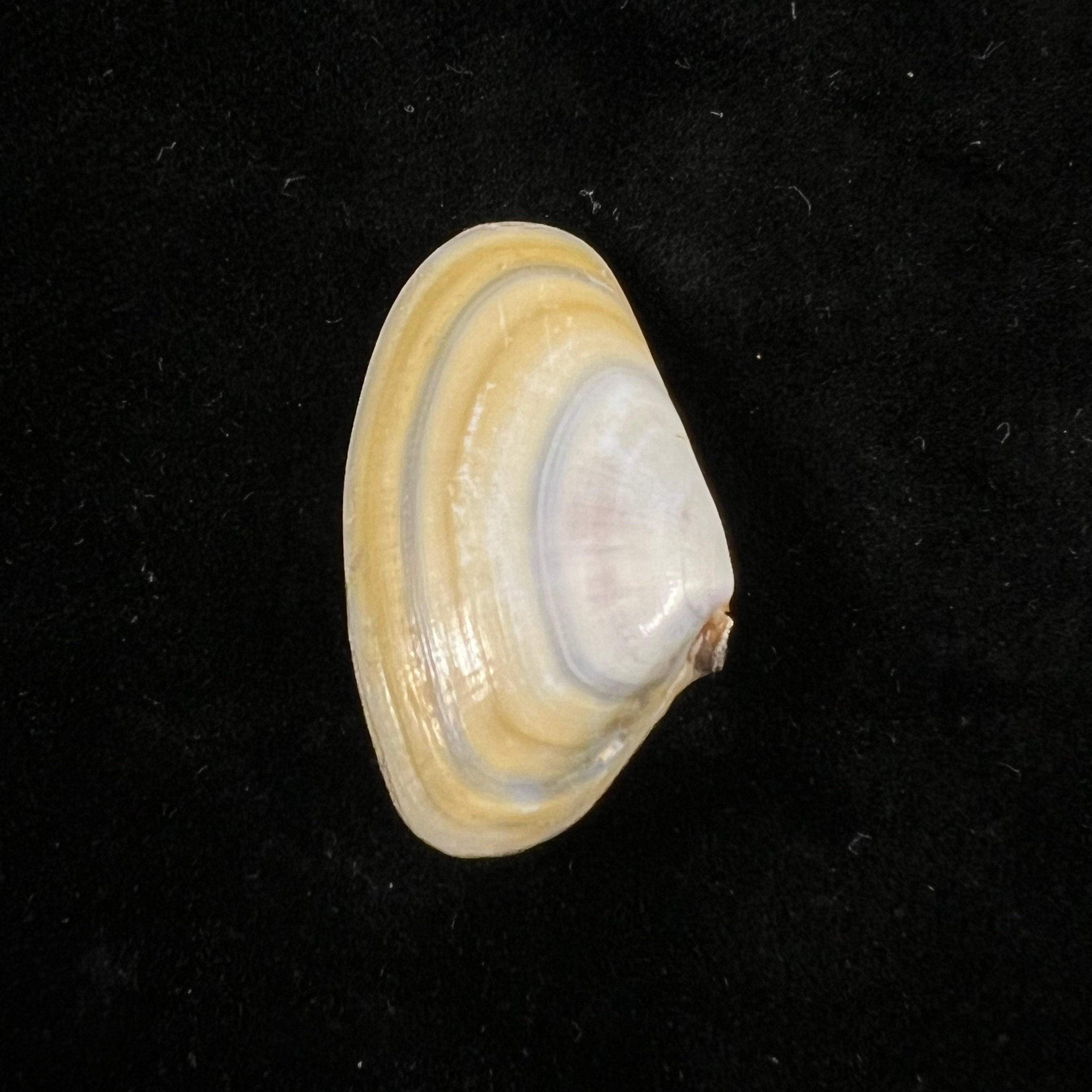 Donax trunculus Linnaeus, 1758 - 32,1mm