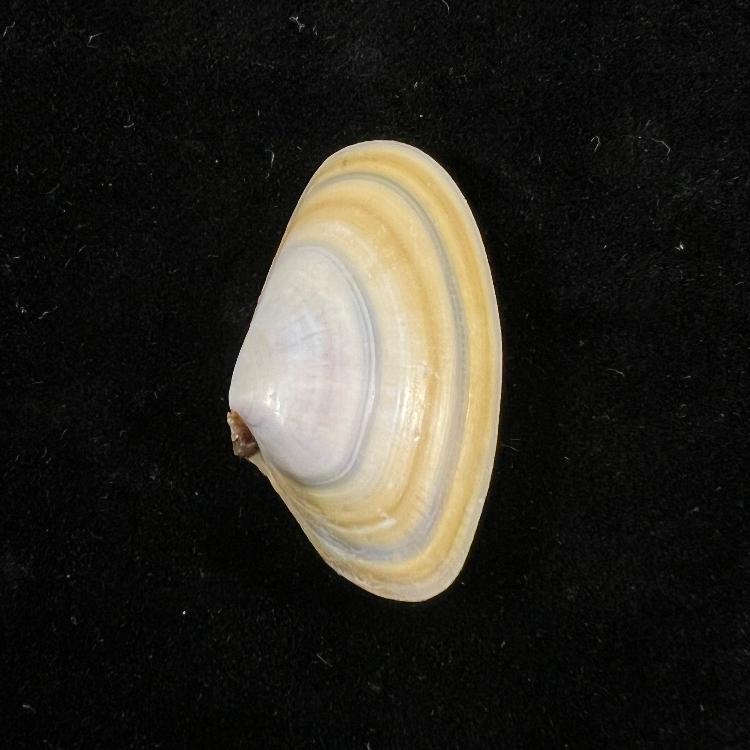Donax trunculus Linnaeus, 1758 - 32,1mm