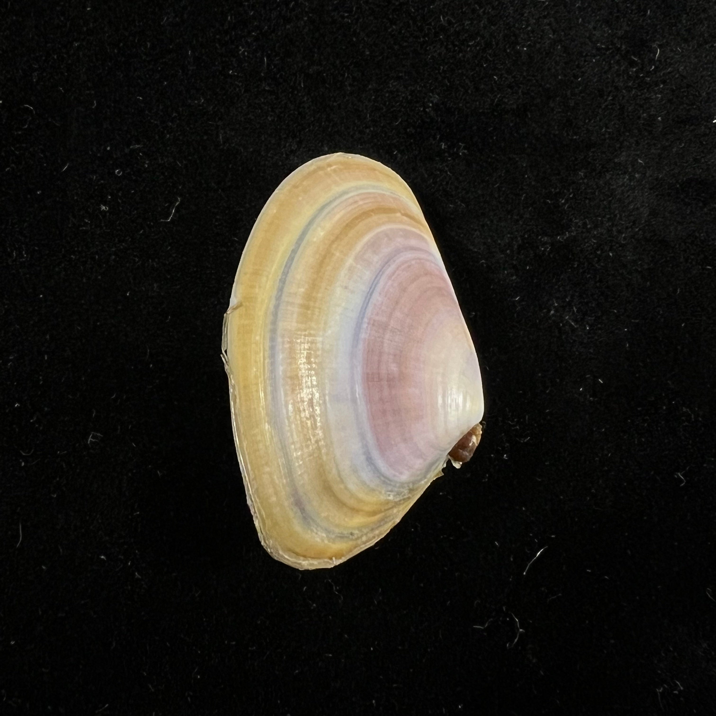 Donax trunculus Linnaeus, 1758 - 31,1mm