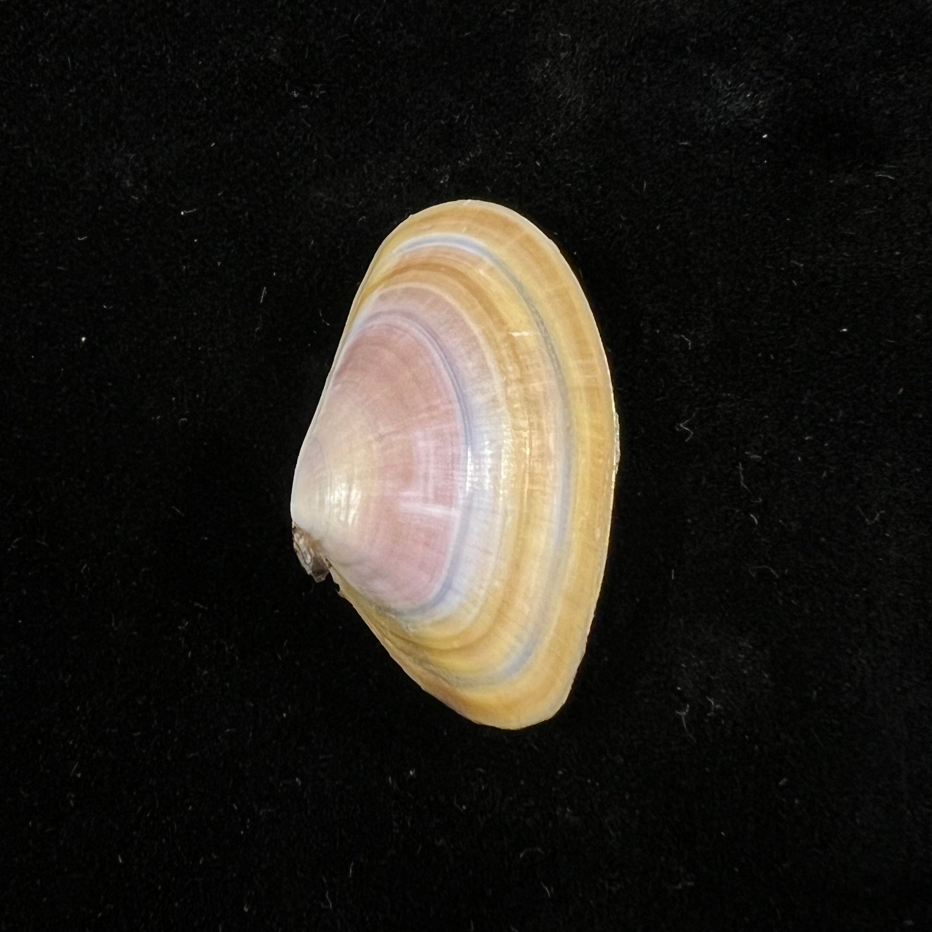 Donax trunculus Linnaeus, 1758 - 31,1mm