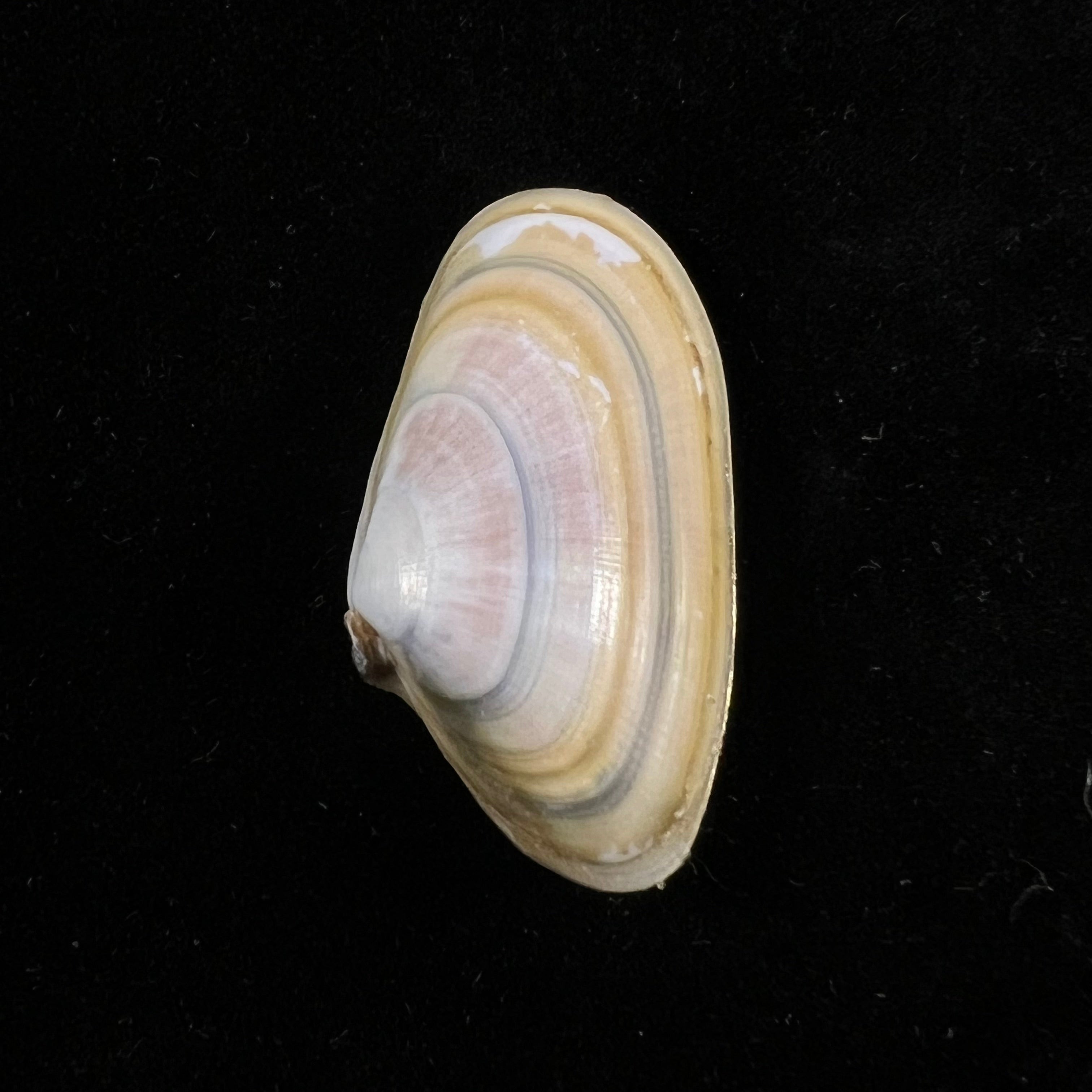 Donax trunculus Linnaeus, 1758 - 33 毫米
