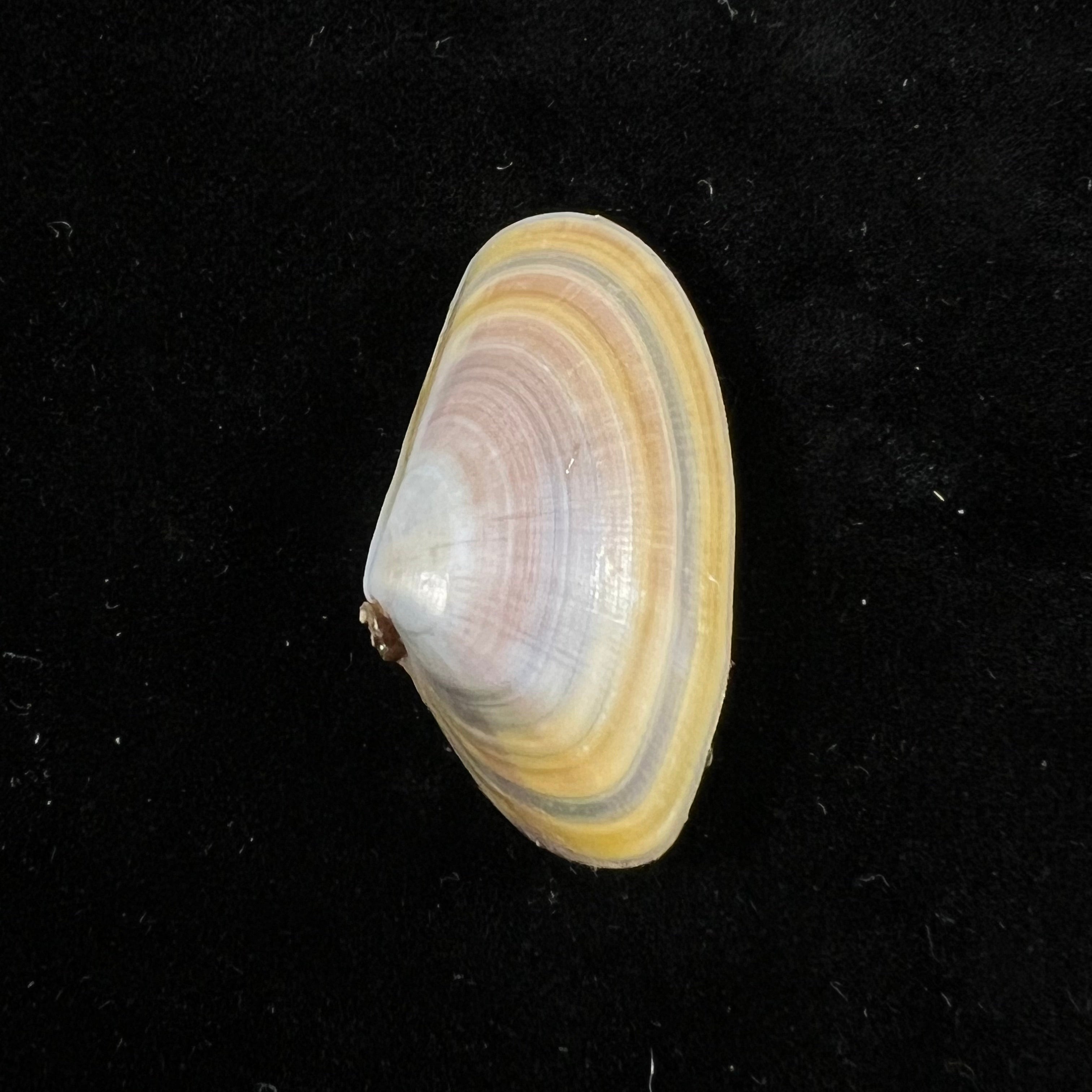 Donax trunculus Linnaeus, 1758 - 33,2mm