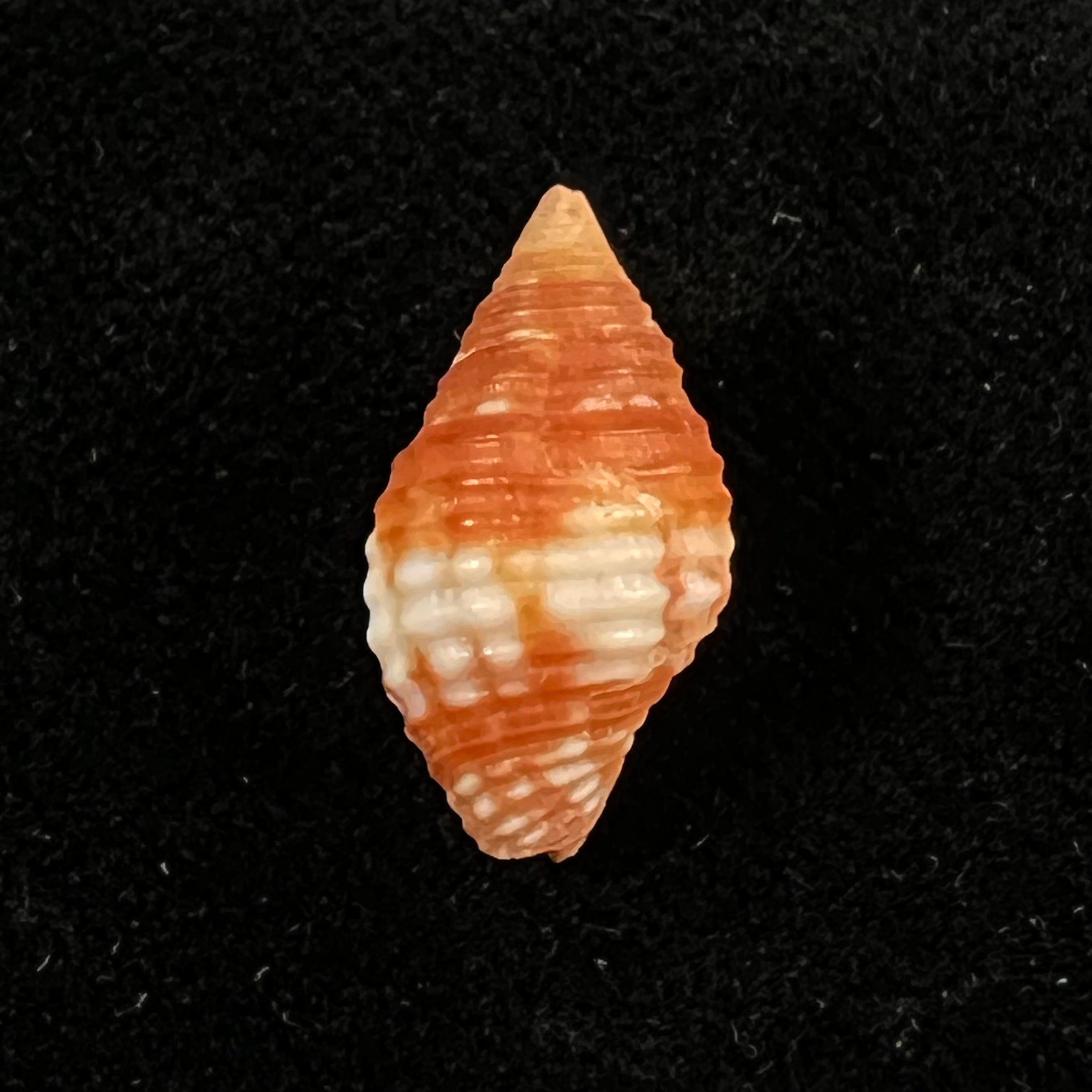 黄瓜假丝酵母(Lamarck,1811)- 16,5毫米