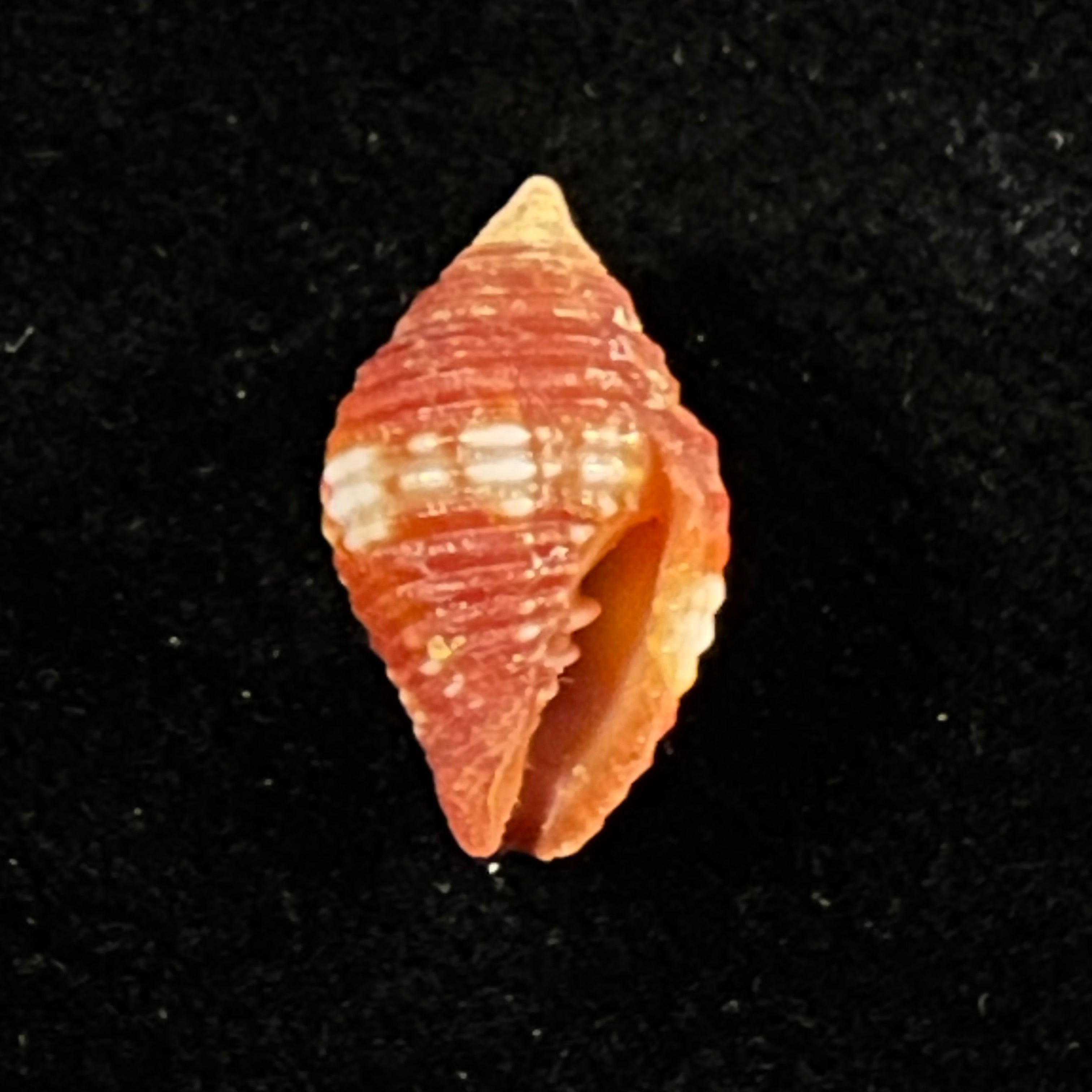 黄瓜假丝酵母(Lamarck, 1811)- 14,1毫米