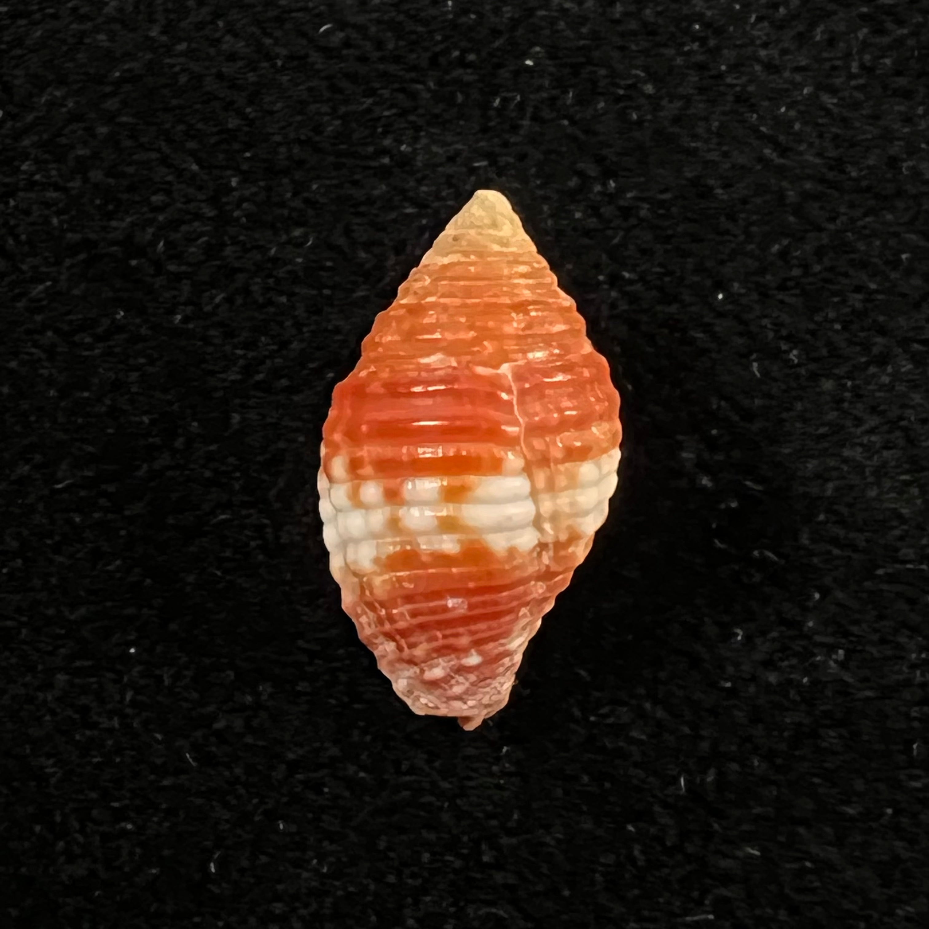 Pseudonebularia cucumerina(拉马克,1811) - 17,2mm