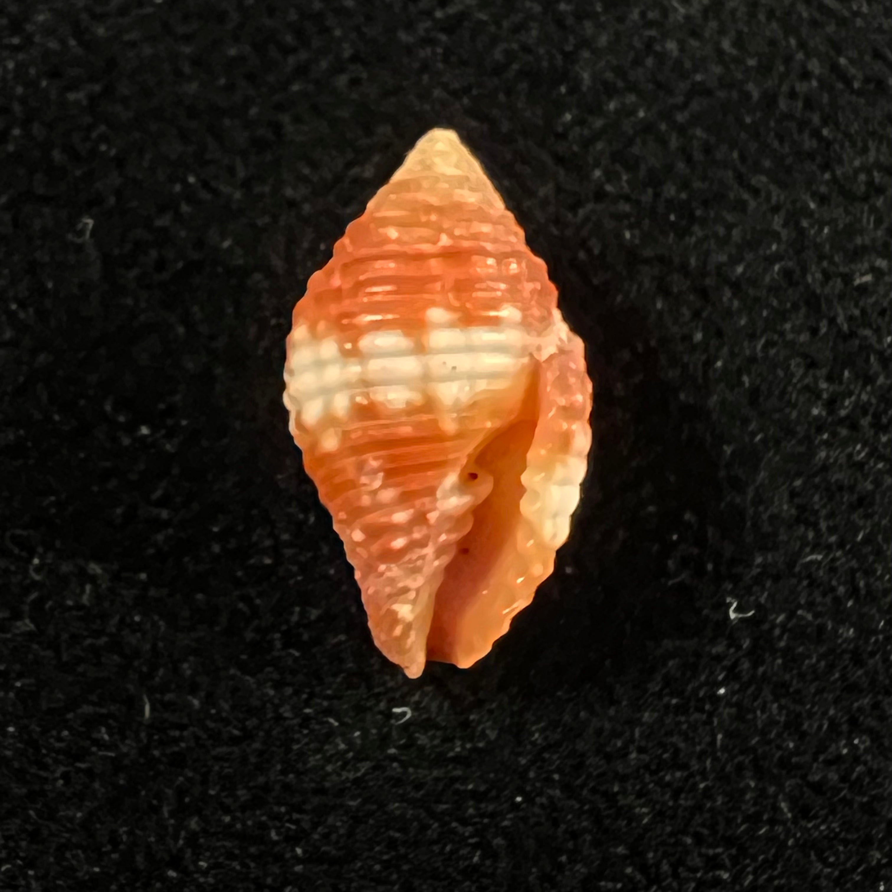Pseudonebularia cucumerina(拉马克,1811) - 17,2mm