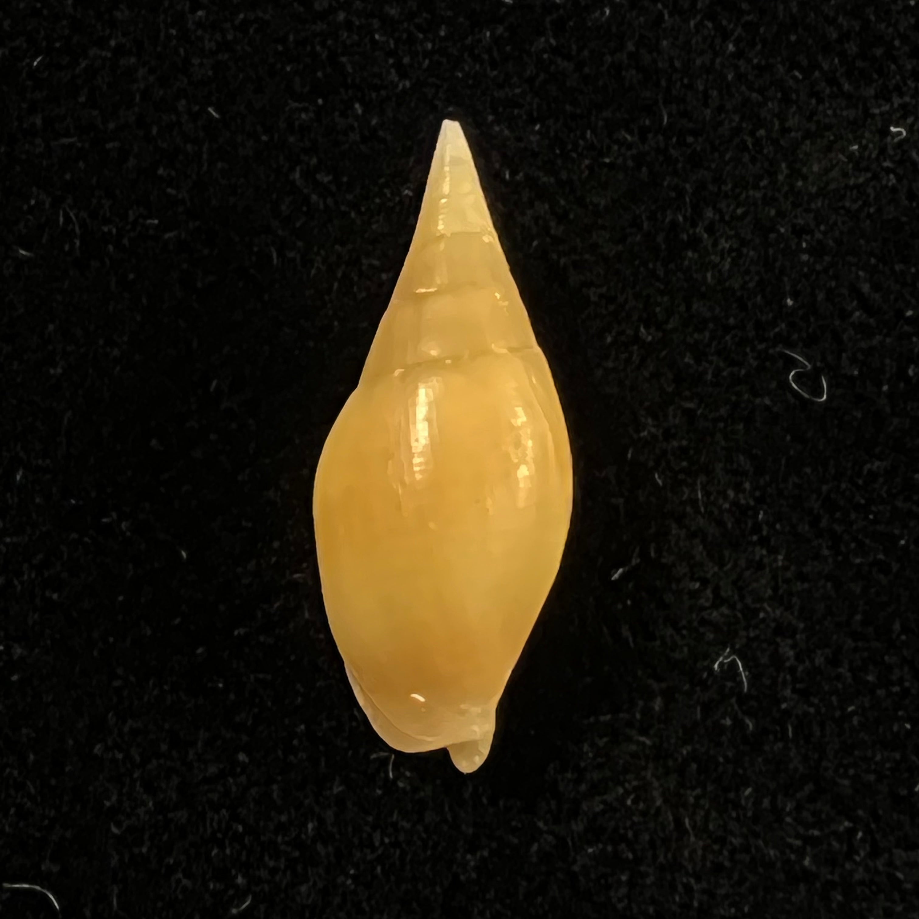 Nebularia acuminata (Swainson, 1824) - 20,4毫米