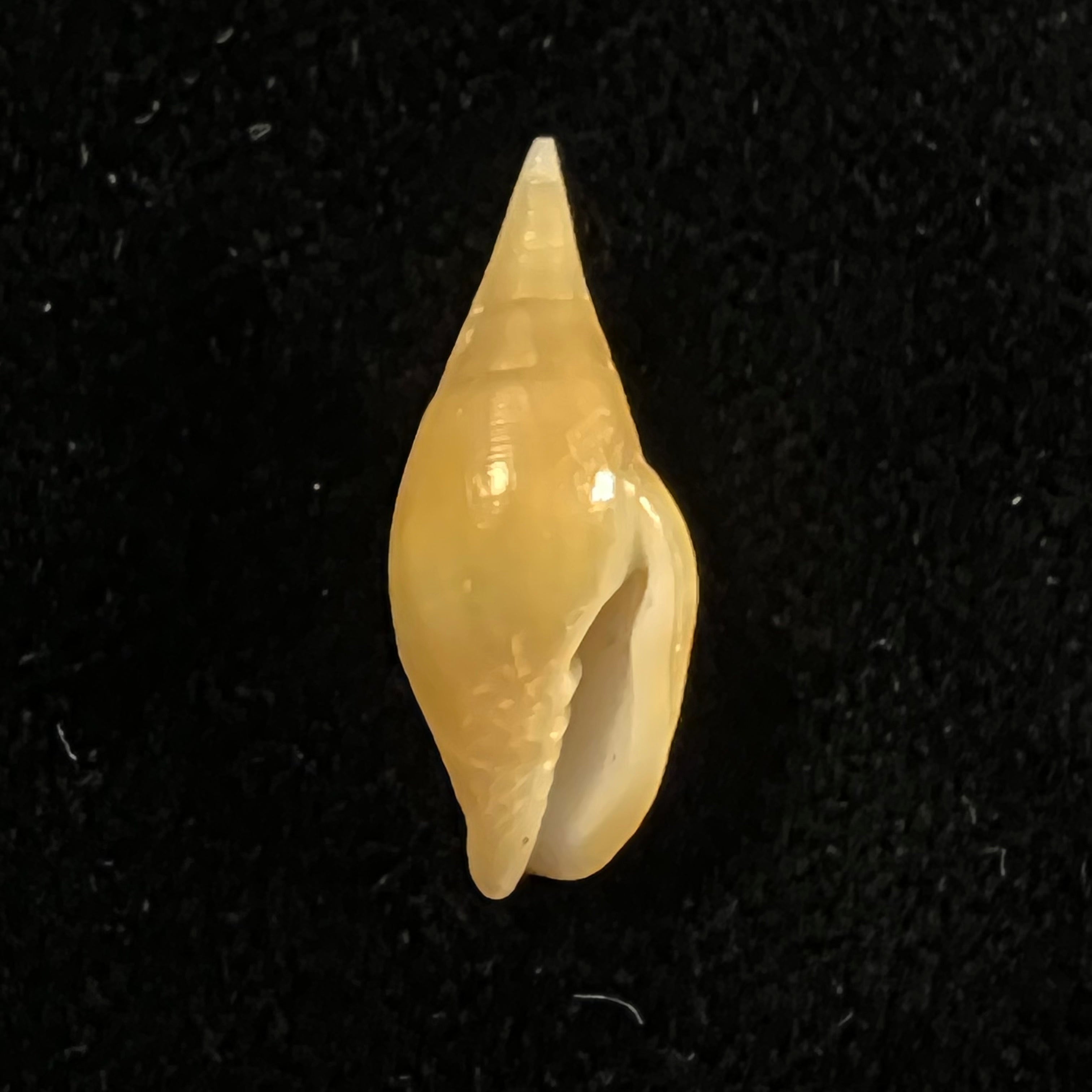 Nebularia acuminata (Swainson, 1824) - 20,4毫米