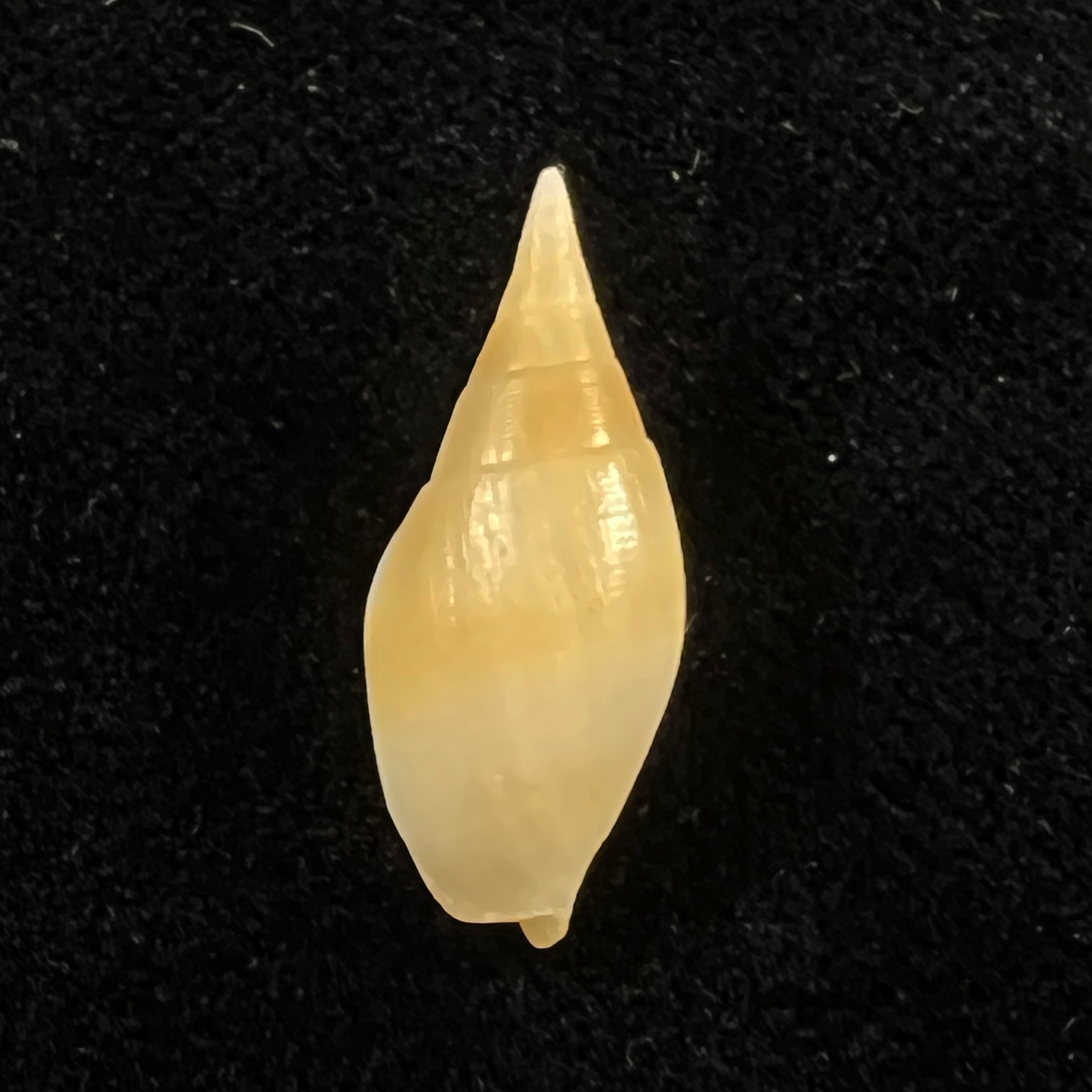Nebularia acuminata (Swainson, 1824) - 21,2毫米