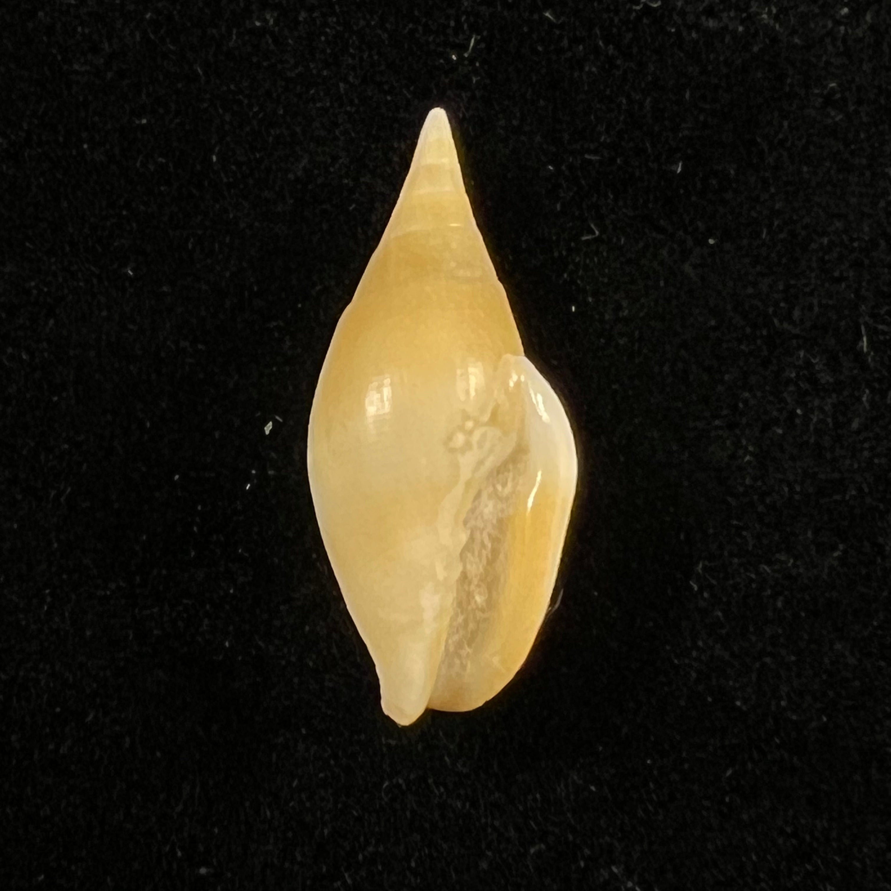 Nebularia acuminata (Swainson, 1824) - 21,2毫米