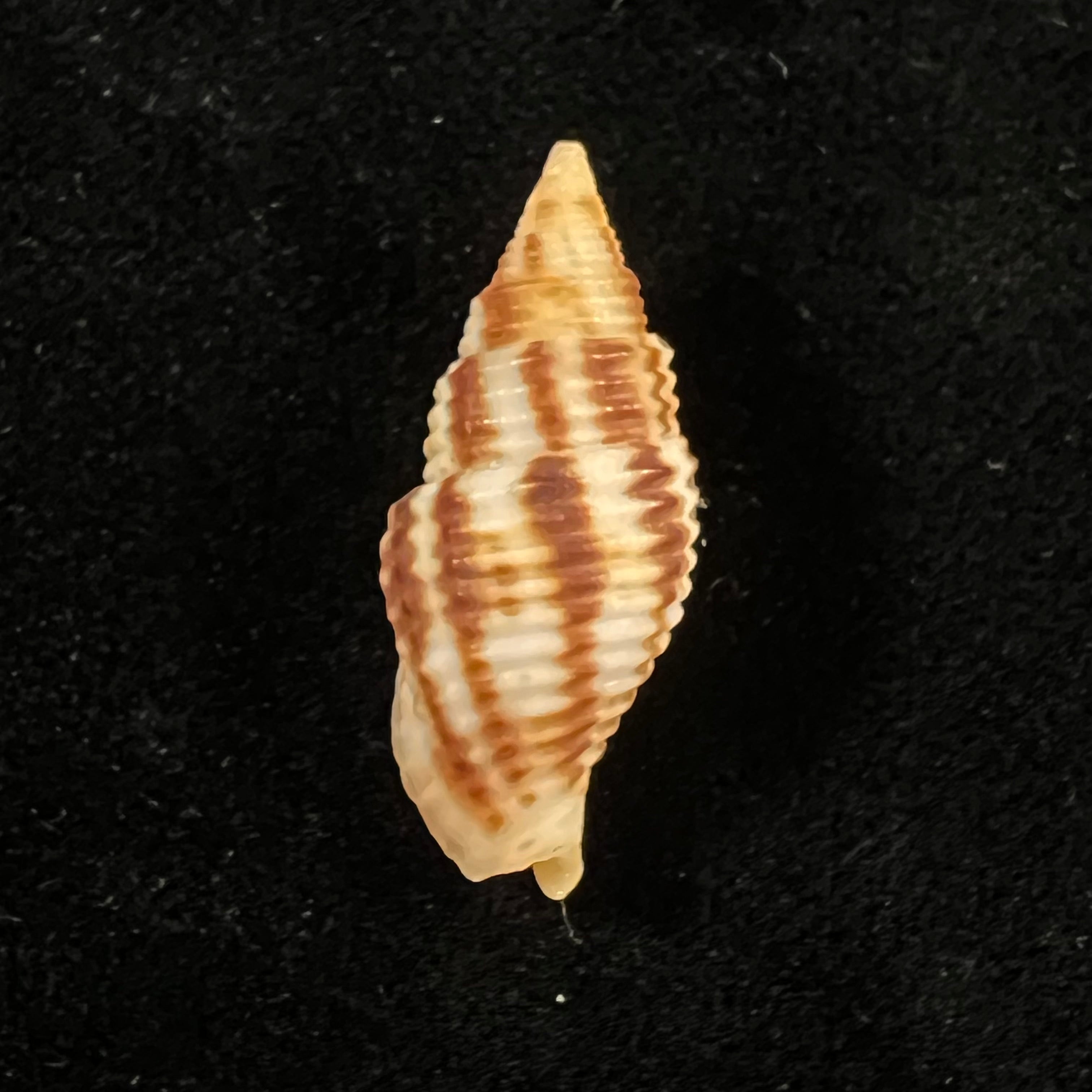 Nebularia ferruginea (拉马克, 1811) - 27,9mm