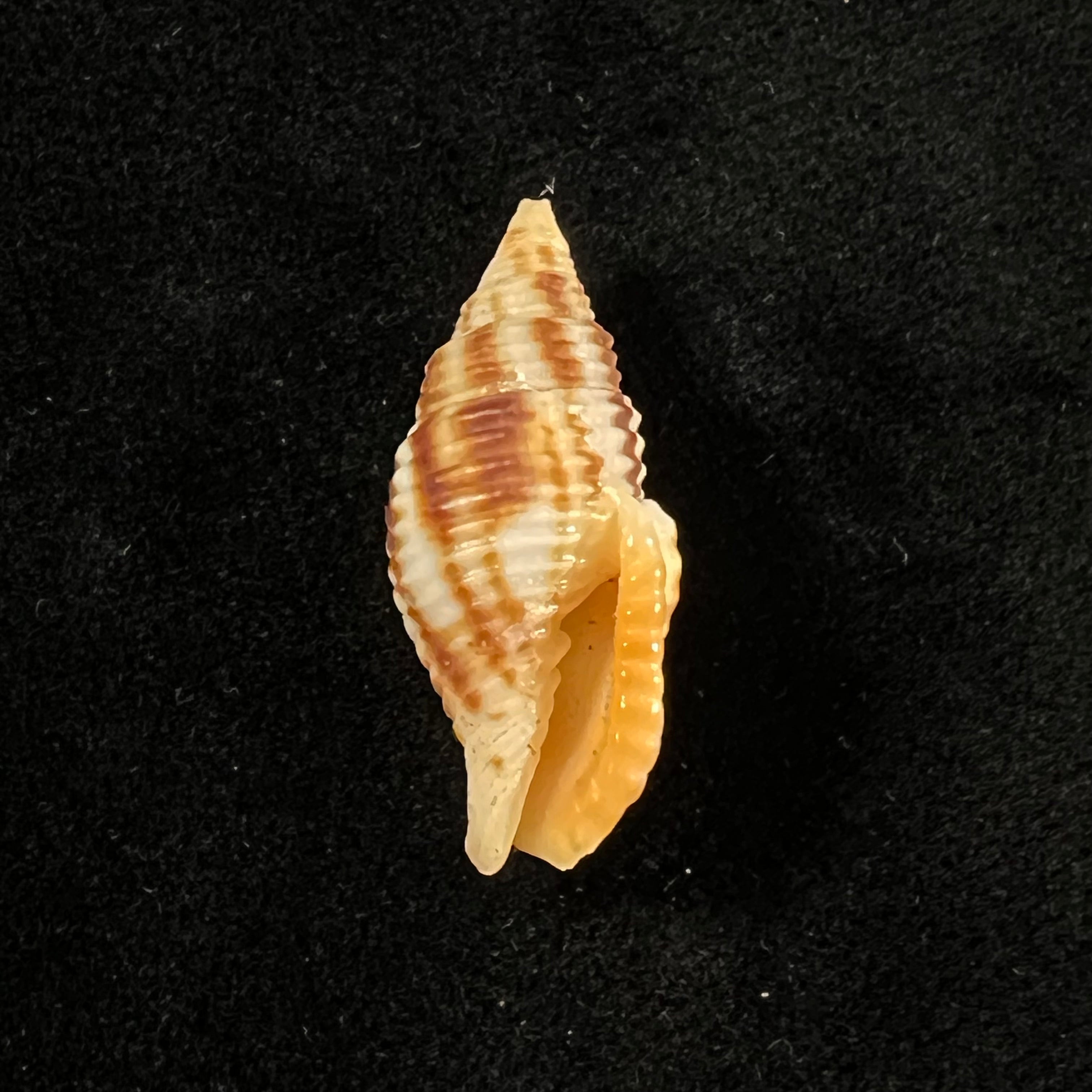 Nebularia ferruginea (拉马克, 1811) - 27,9mm