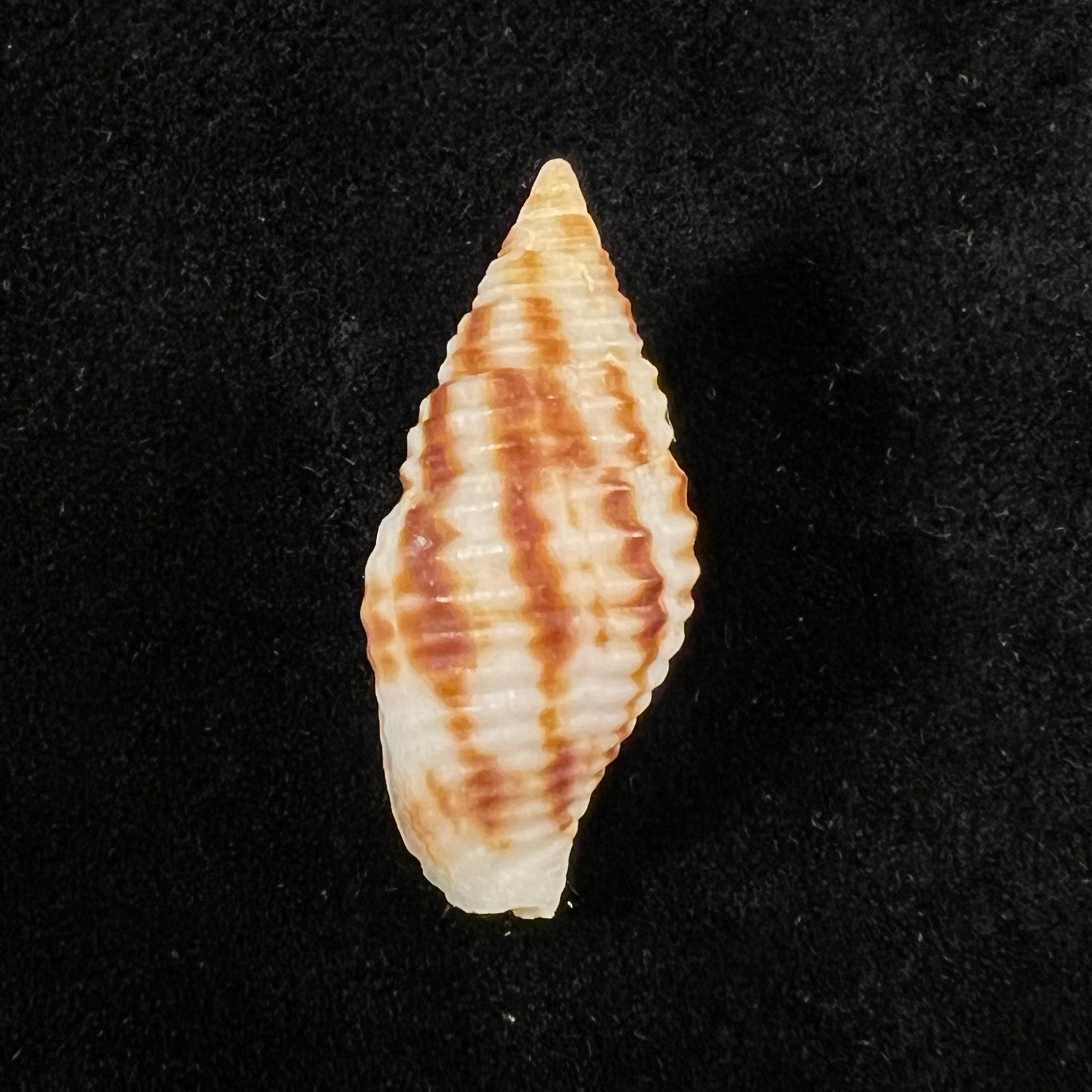 Nebularia ferruginea (Lamarck, 1811) - 27,8毫米