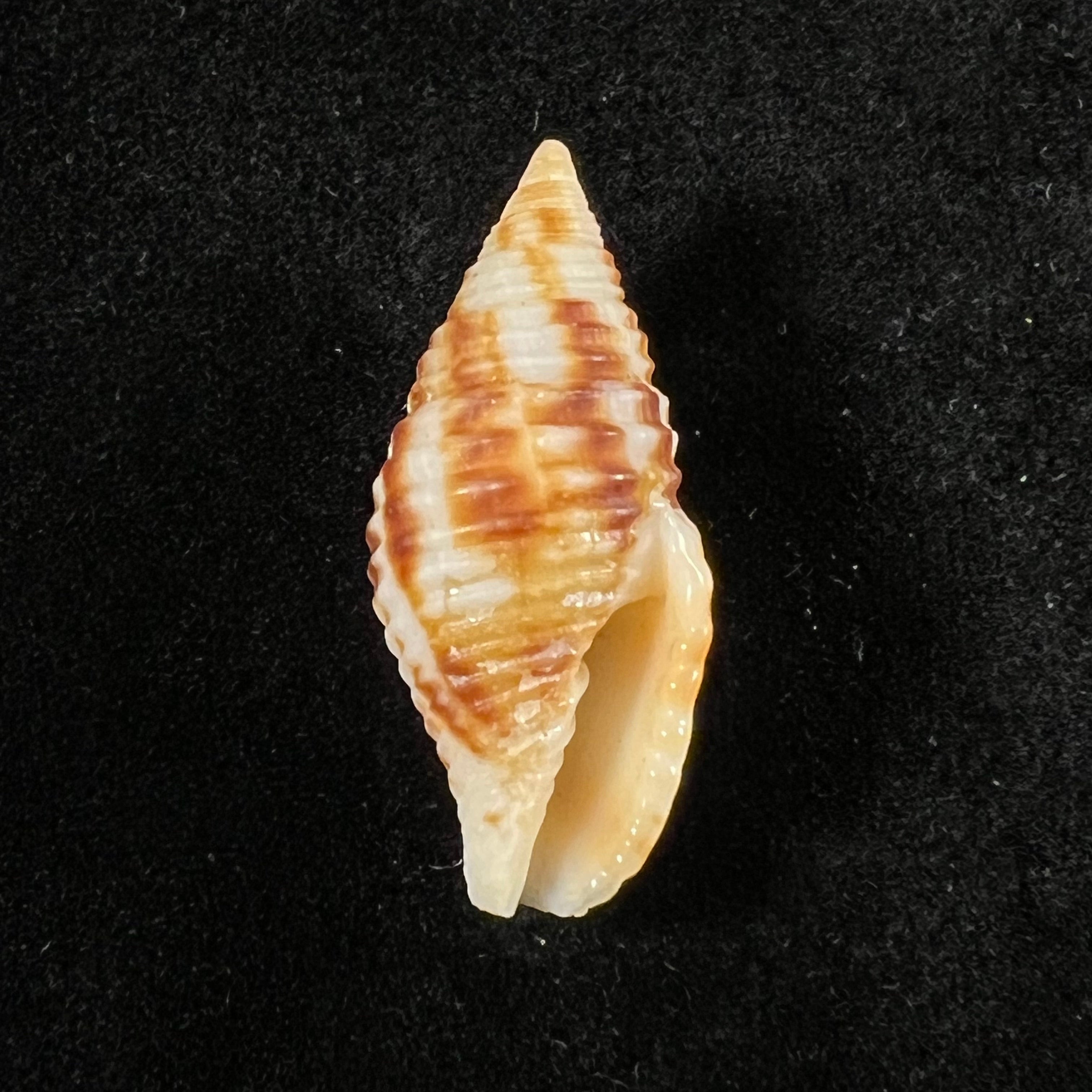 Nebularia ferruginea (Lamarck, 1811) - 27,8毫米