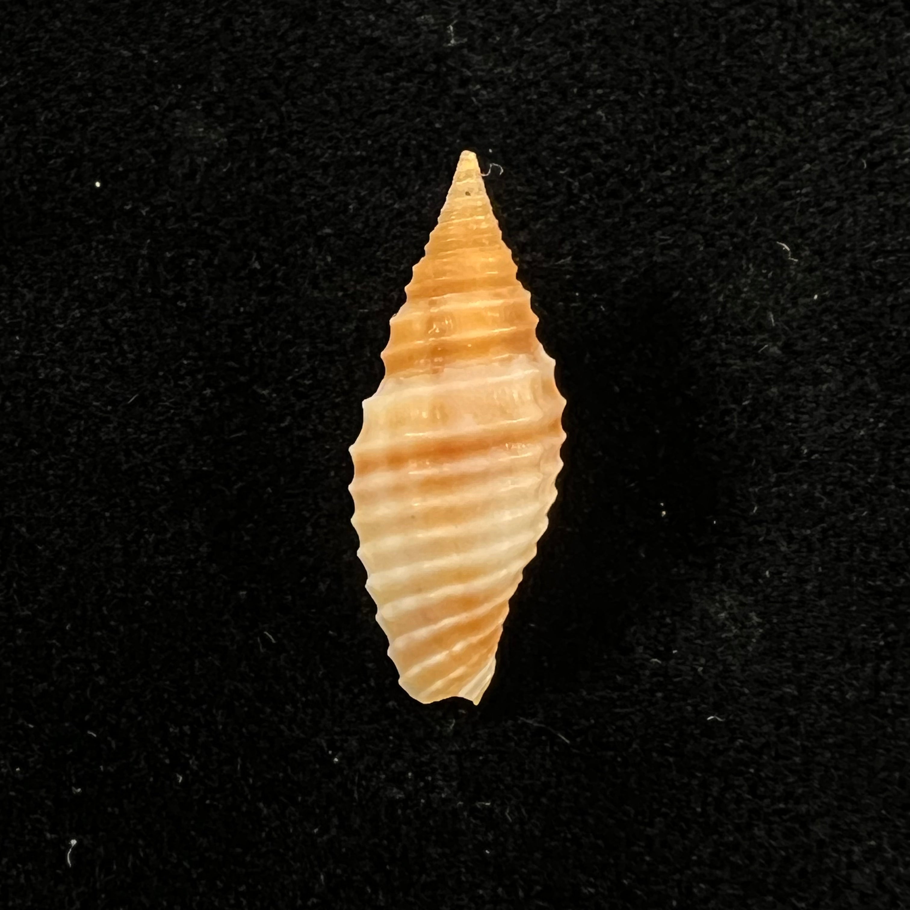 Subcancilla sulcata (Swainson, 1825) - 21,9mm